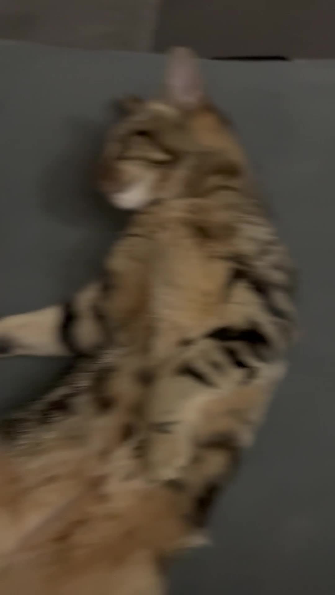 Domestic Shorthair cats for sale: Tabby DSH 11 months  in Oldbury - Video 1