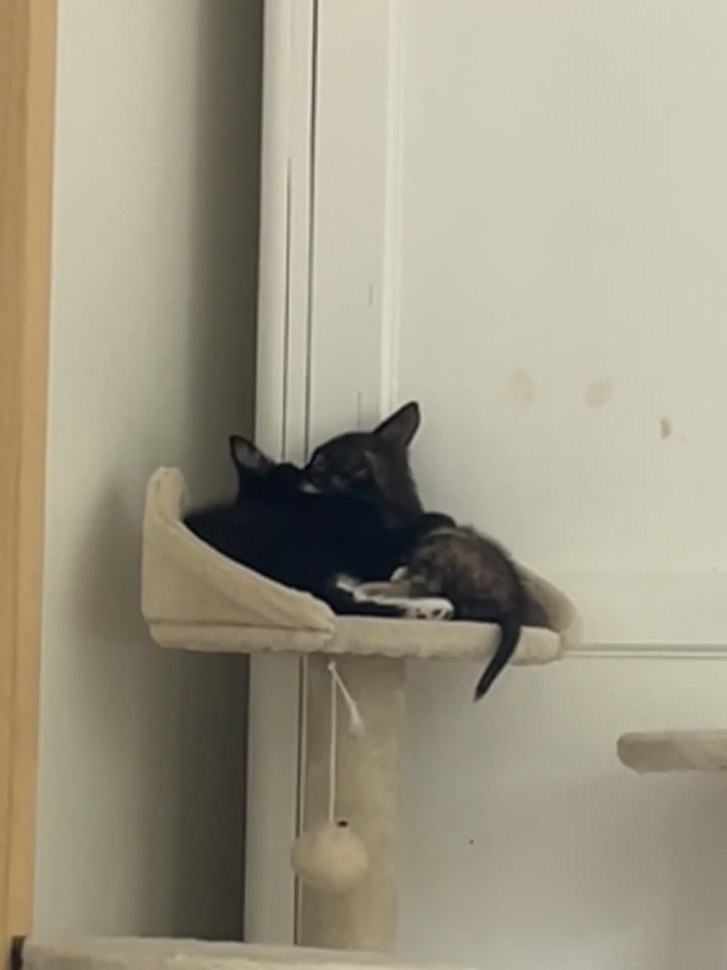 Mixed Breed cats for sale: 5 lovely kittens 🐾 - Video 2