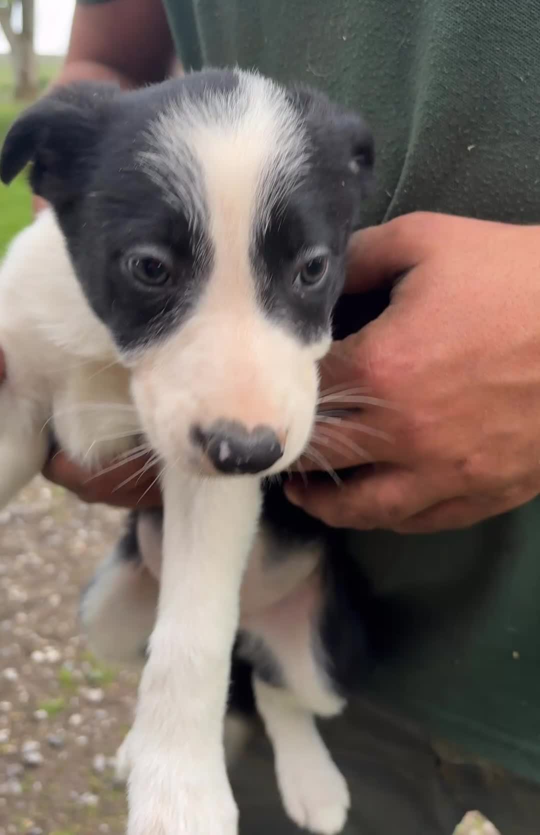 Border Collie dogs for sale: Tri coloured border collie pups  - Video 2