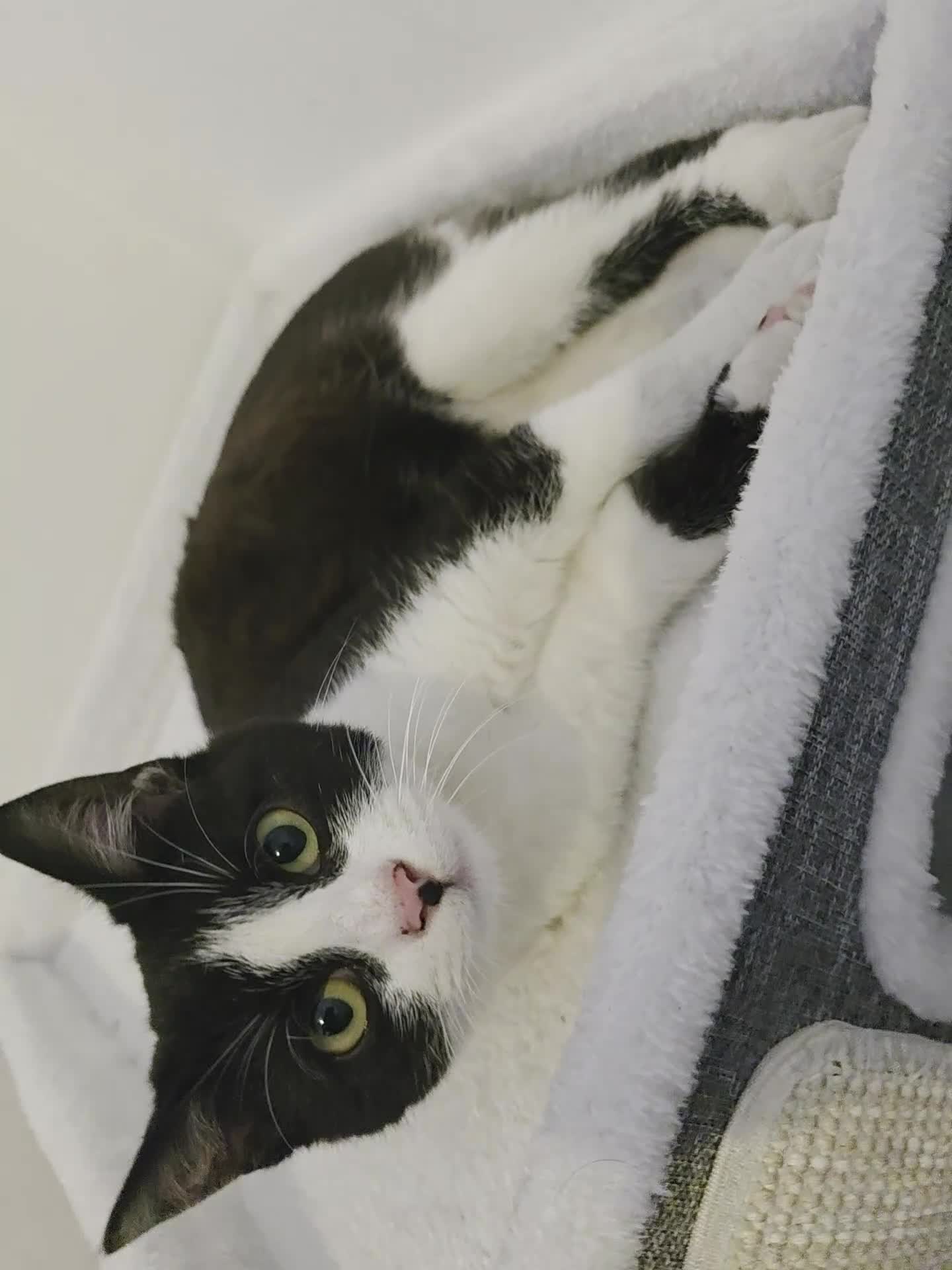 British Shorthair cats for sale: 3 Months Old Kitten Ready To Go Home in Birmingham - Video 1
