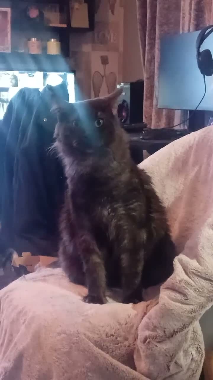 Maine Coon cats for stud: Meet nala  - Video 1