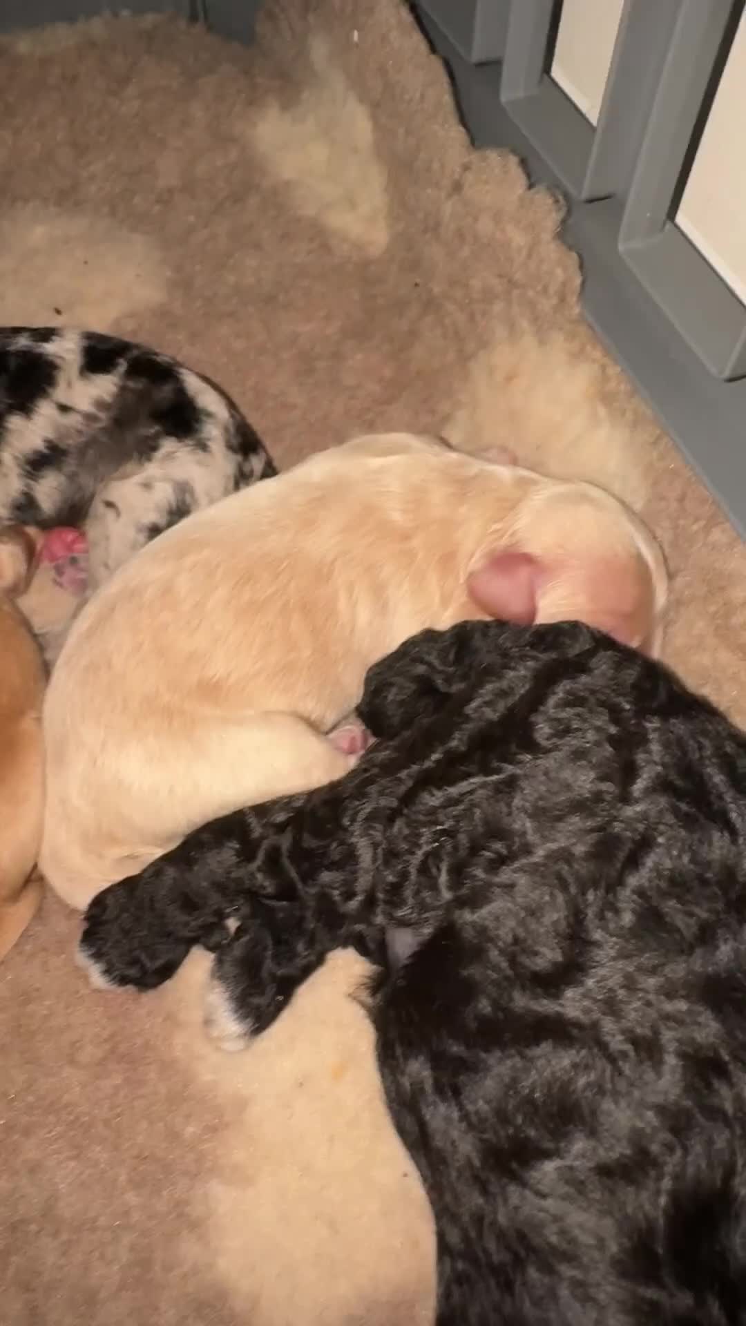 Mixed Breed dogs for sale: Mini cockapoo puppies. Reserve yours now! - Video 1
