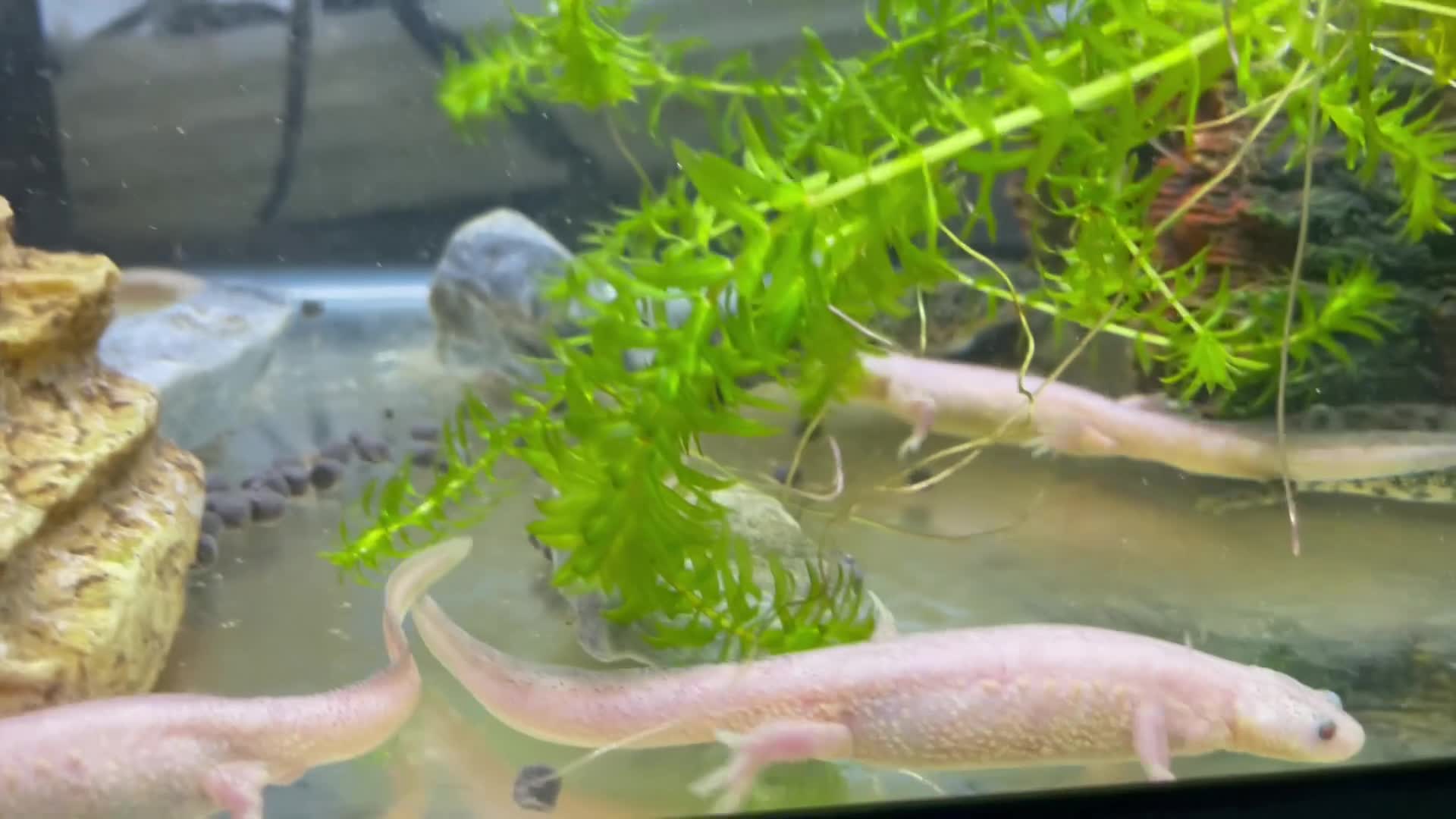 Newt reptiles for sale: Ribbed newts for sale.  - Video 1