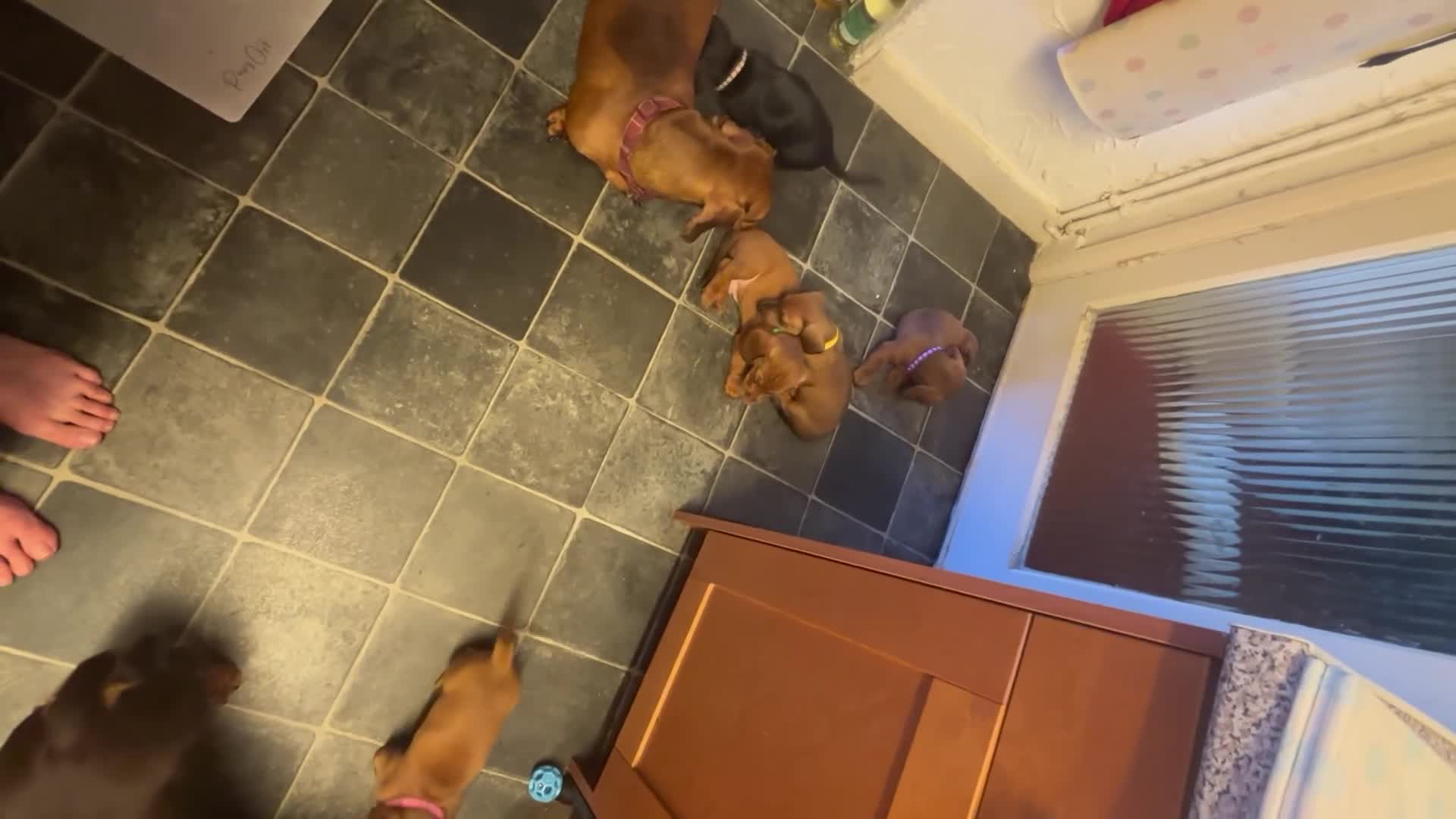 Dachshund dogs for sale: 6 dachshund puppies - 4 boys & 2 girls - Video 2
