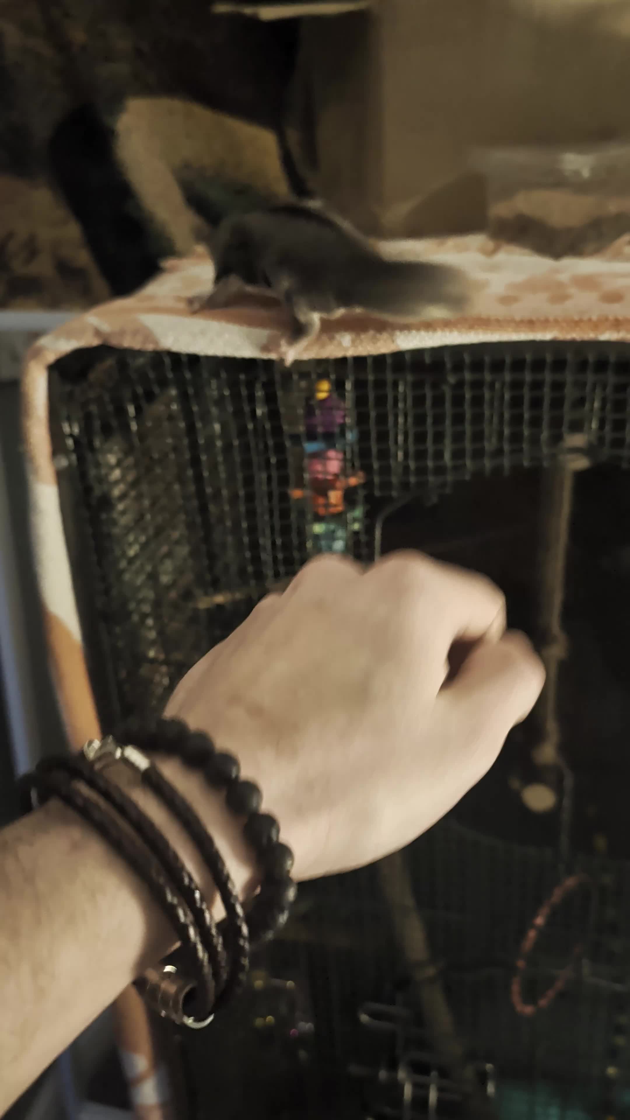 Sugar Glider rodents for sale: Sugar gliders for sale - Video 1