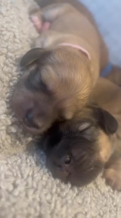 Miniature Dachshund dogs for sale: Reservation list now open! - Video 2