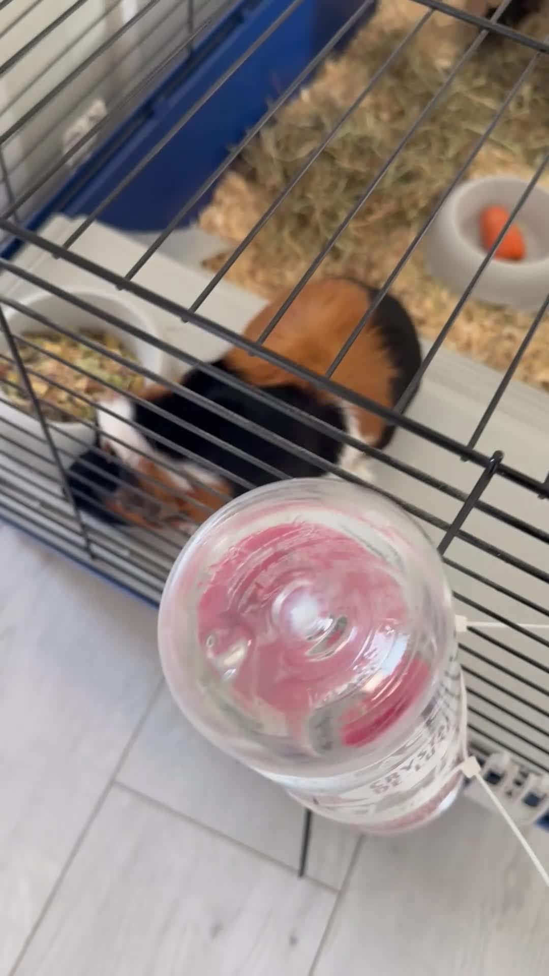 Guinea Pig rodents for sale: Two bonded female guinea pigs with cage - Video 3