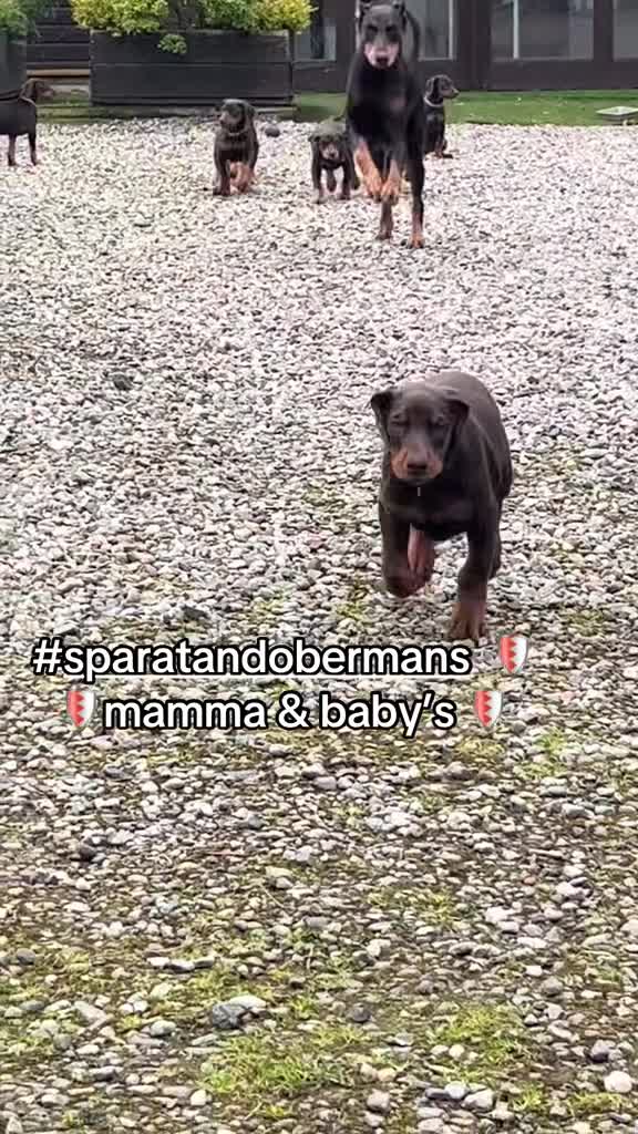 Dobermann dogs for sale: European Doberman puppies kc reg  - Video 1
