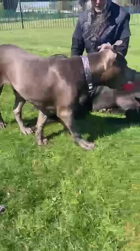 Mixed Breed dogs for sale: Zuse the tank  - Video 1