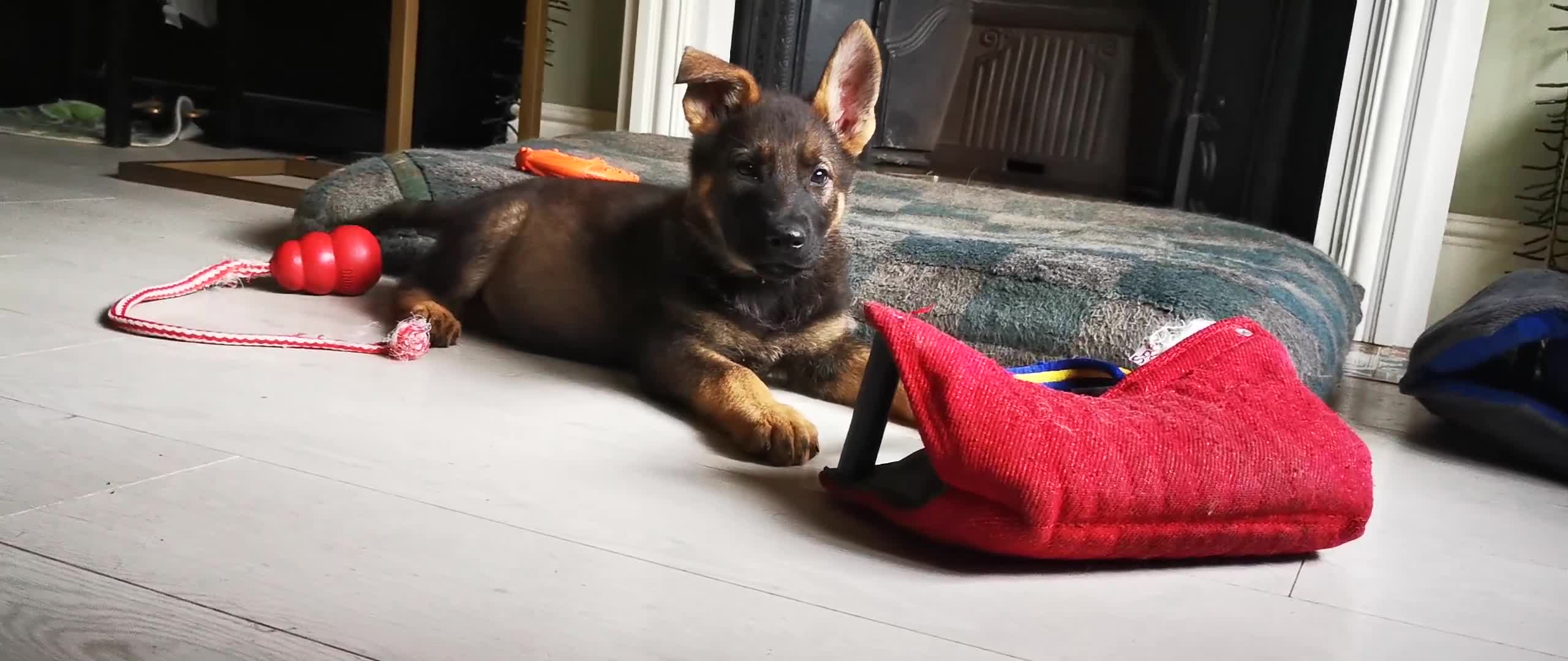 German Shepherd dogs for sale: TOP WORKING BLOODLINES LITTER  in Scunthorpe - Video 1