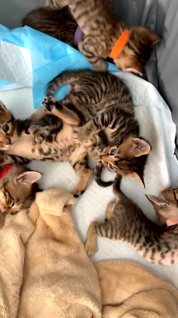 Bengal cats for sale: 🐾 Beautiful Bengal x Maine Coon Kittens 🐾 - Video 2