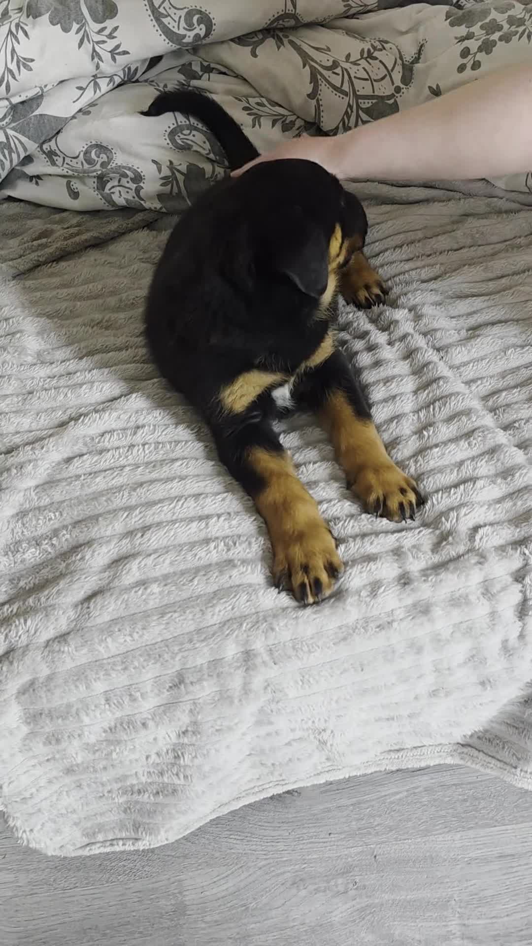 Rottweiler dogs for sale: Rottweiler puppies  - Video 3