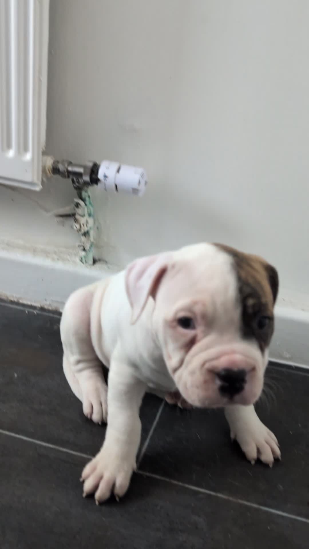 American Bulldog dogs for sale: Johnson American bulldog pups (ready to leave)  - Video 2