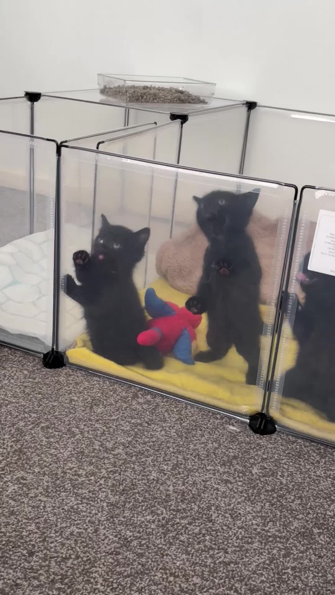 Mixed Breed cats for sale: 2 Boys 1 Girl Black/Grey Striped - Video 1