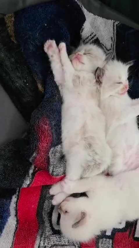 Ragdoll cats for sale: Gorgeous ragdoll kittens  - Video 1