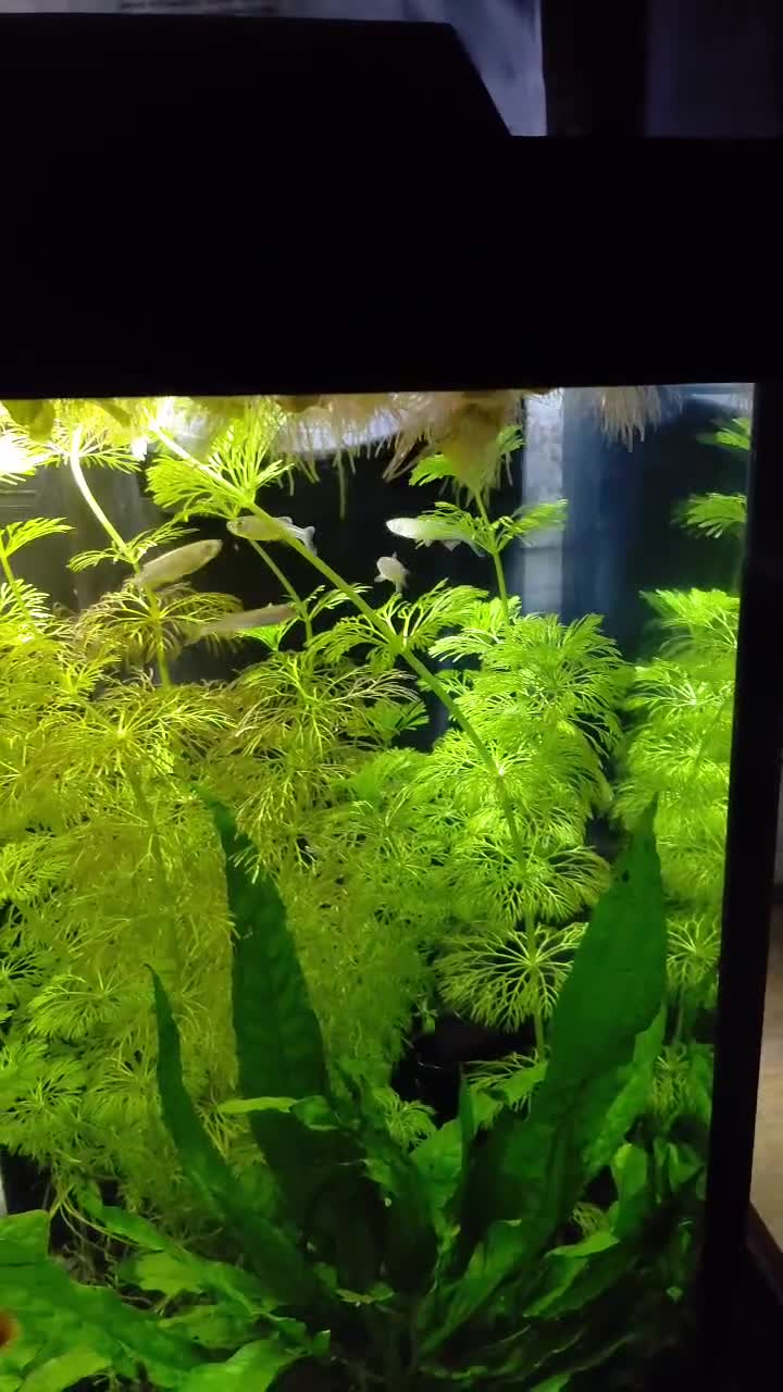 Danios fish for sale: 10 Pearl Danio albolineatus - Video 1