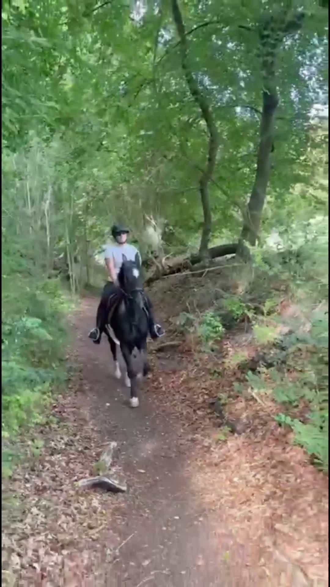 Other Breed horses for sale: Project/ companion  - Video 1