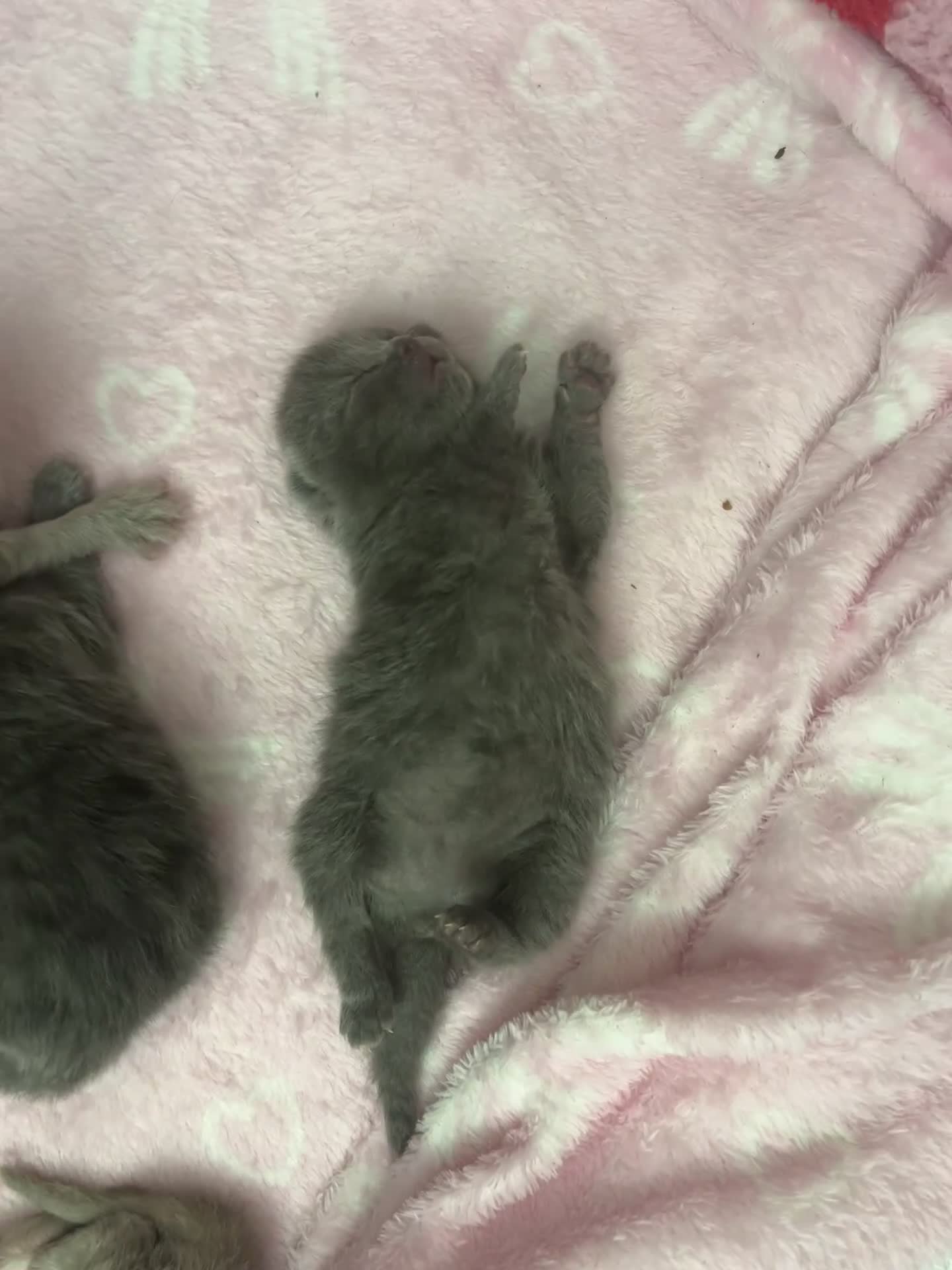 British Shorthair cats for sale: British shorthair cream /lilac /greys  - Video 2