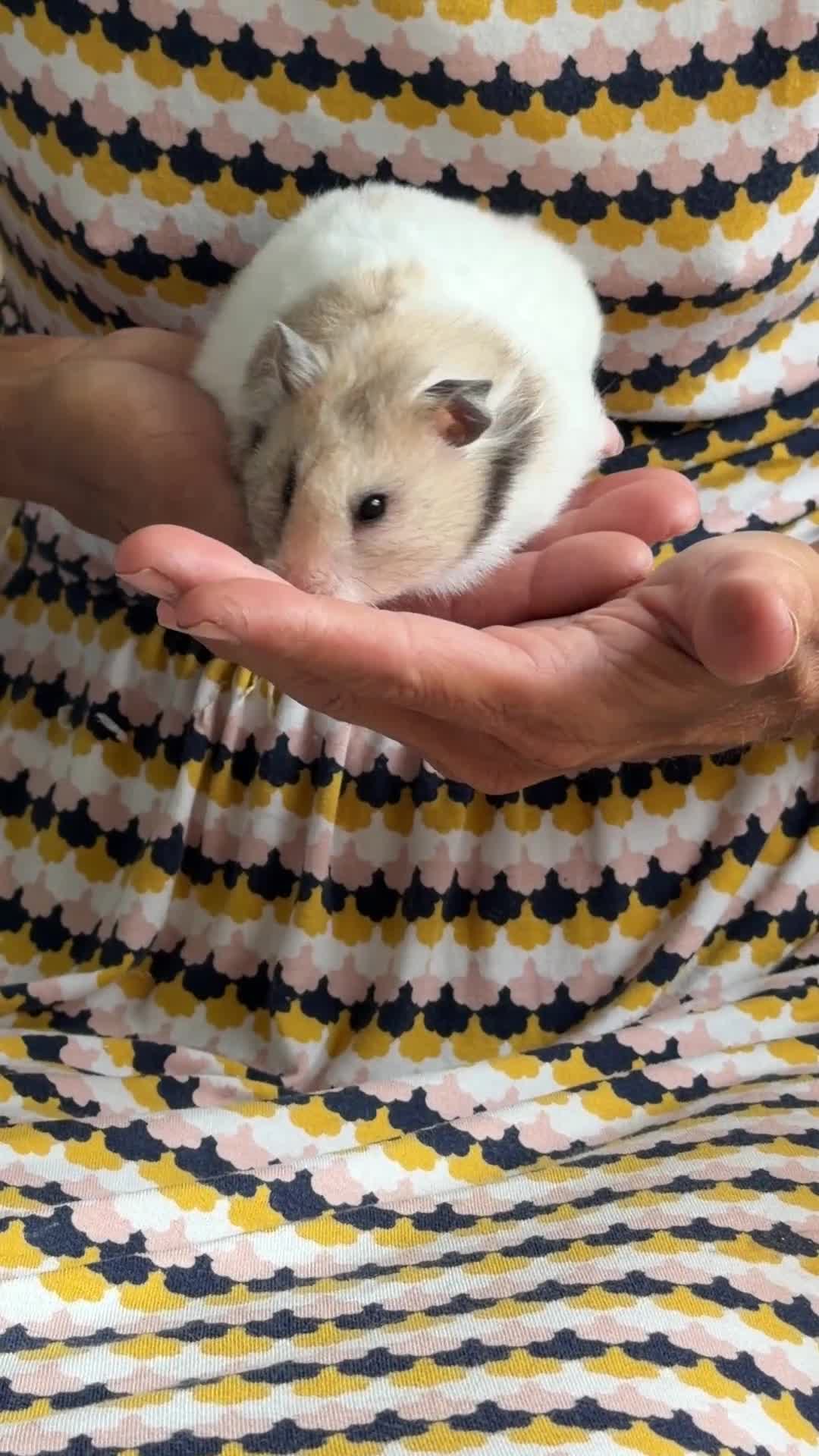 Hamster rodents for sale: Female Syrian Hamster Well Handled Pedigree  - Video 1