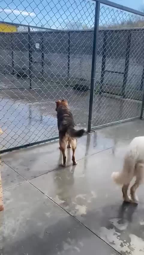 Mixed Breed dogs for adoption: Toshko, approx 10 yrs. Available for adoption. - Video 1