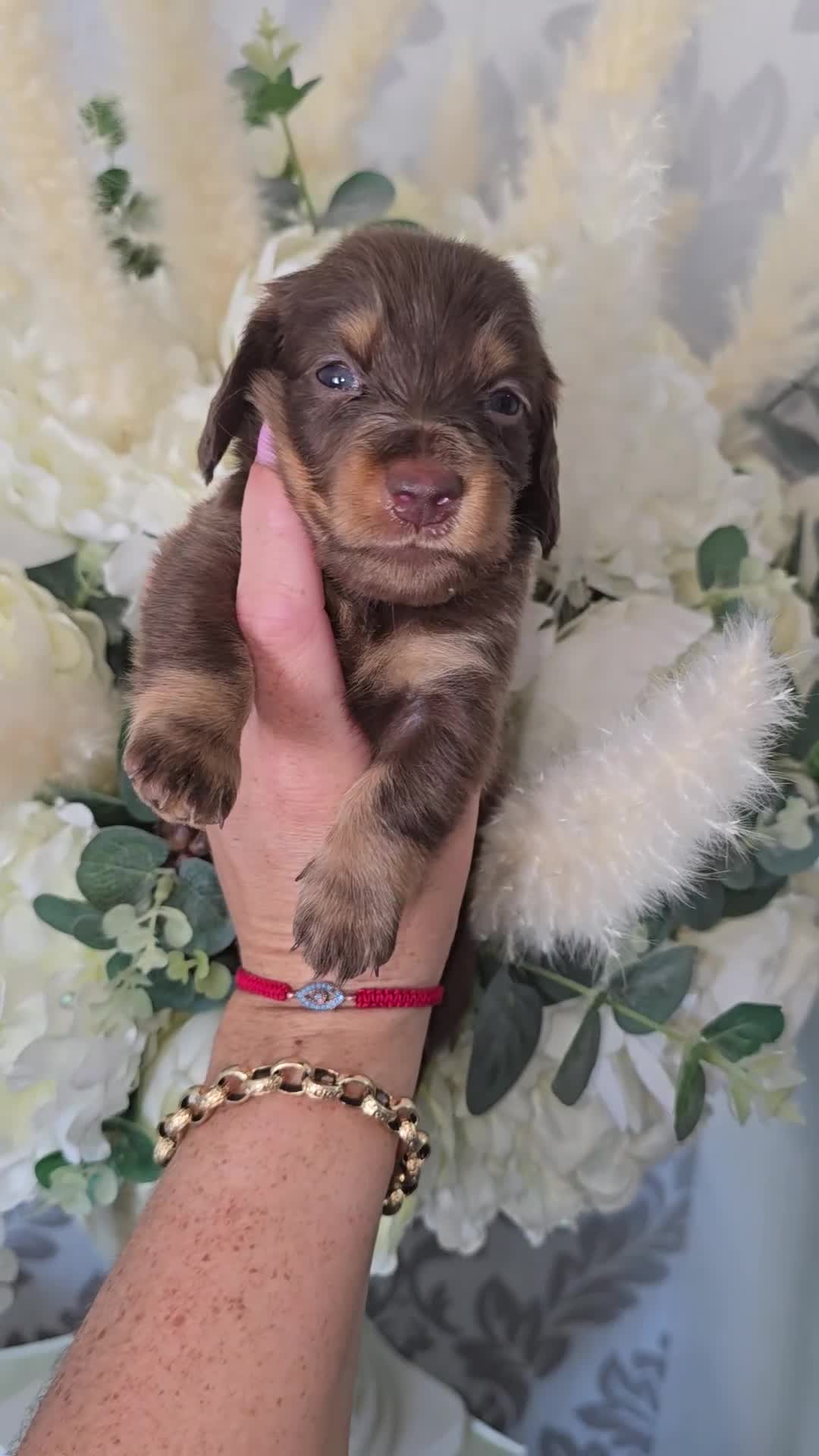 Miniature Dachshund dogs for sale: Miniature long haired dachshunds - Video 2