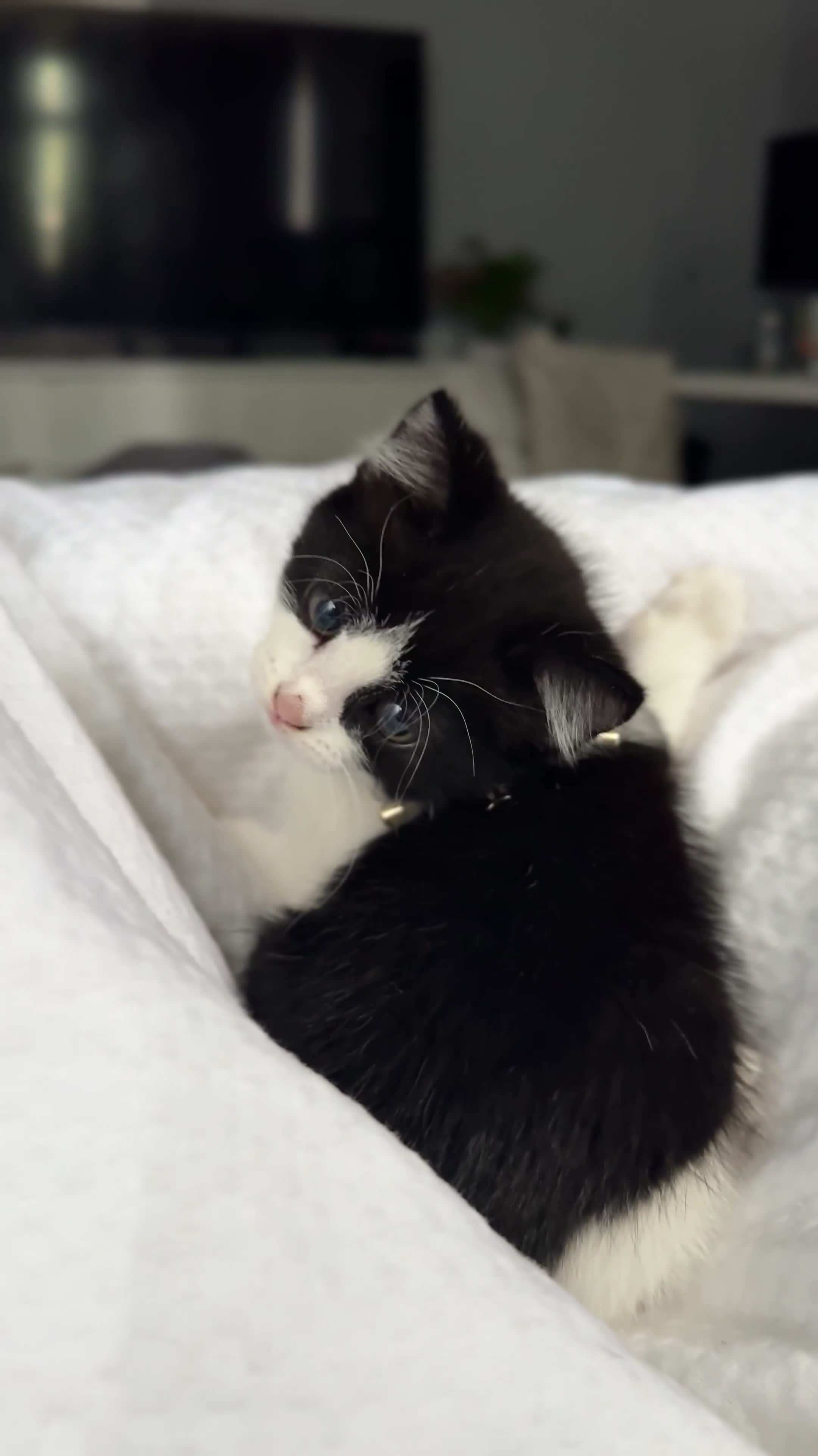 Mixed Breed cats for sale: Kitten / mixed breed  - Video 1