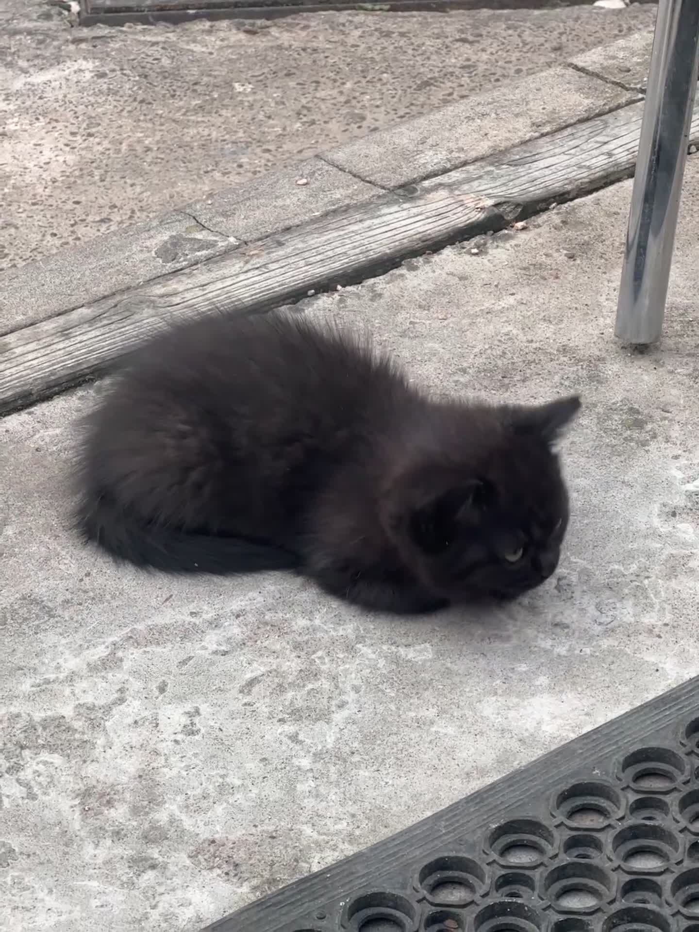 Mixed Breed cats for sale: 3 female kittens ready to go  - Video 3