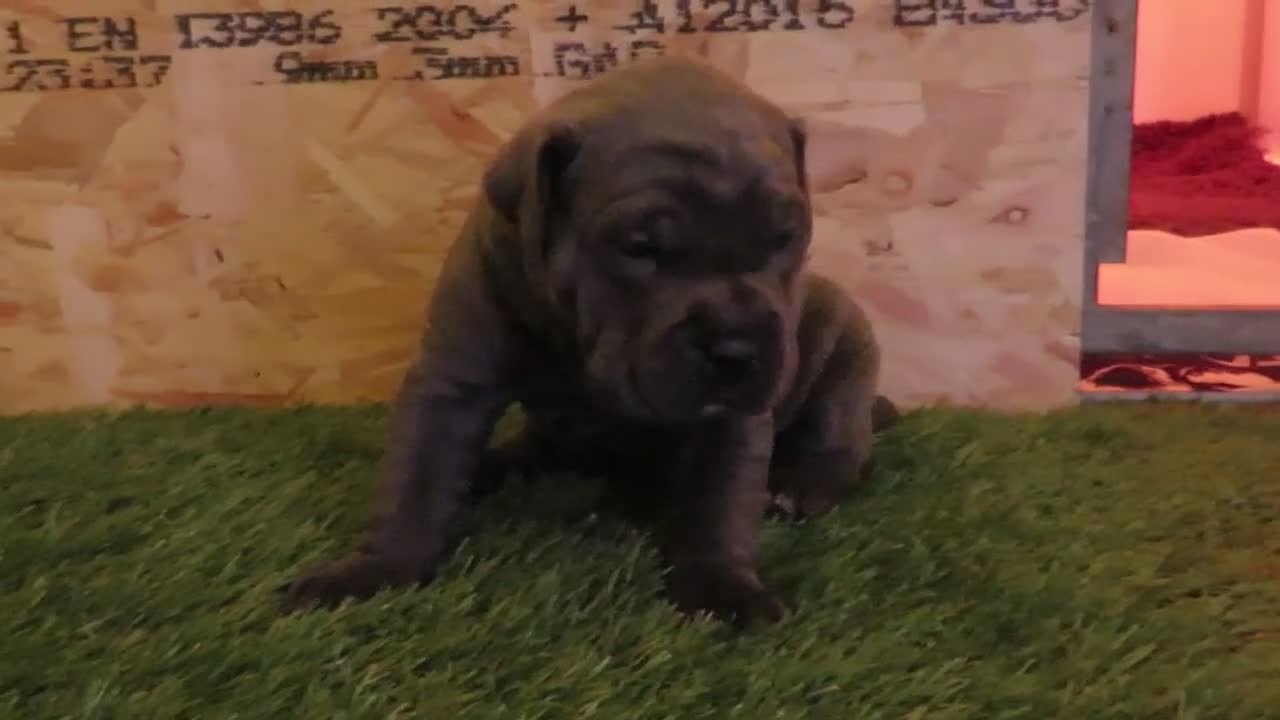 Cane Corso dogs for sale: Health tested cane corso pups for sale  - Video 1