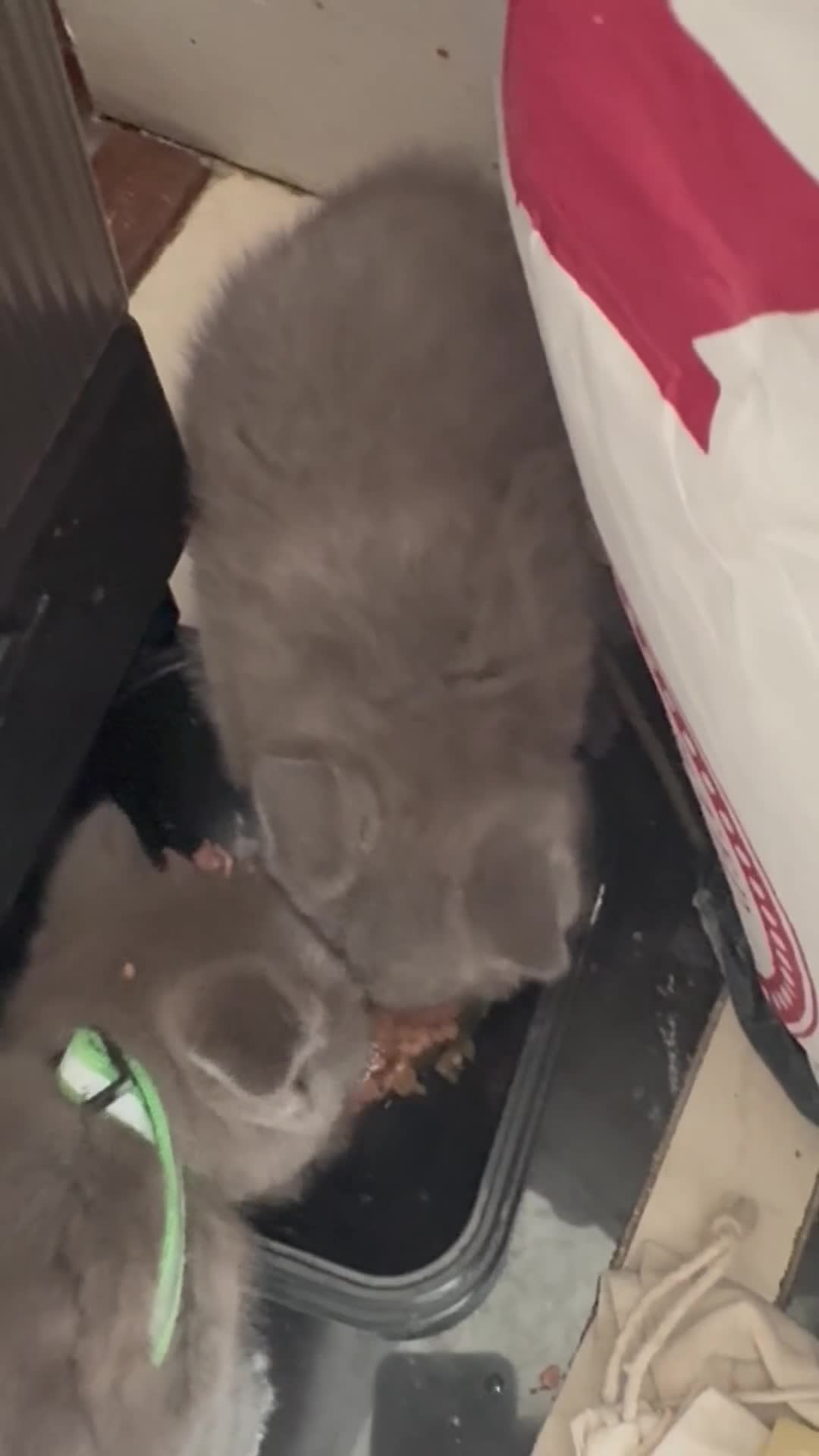 British Shorthair cats for sale: British Shorthair kittens  - Video 2