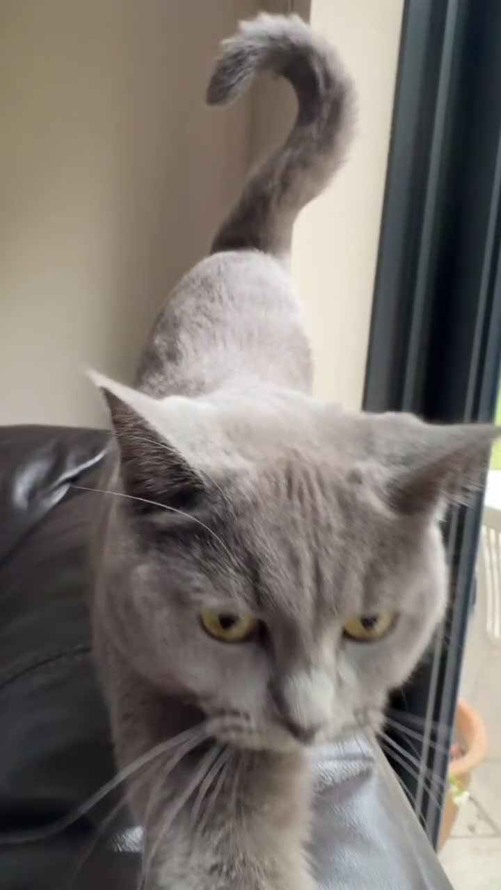 Mixed Breed cats for sale: Mixed ragdoll x British short hair cat - Video 3