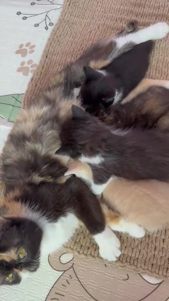 Persian cats for sale: 🐾 Cute Persian Kittens Lookng for Loving Homes 🐾 - Video 1