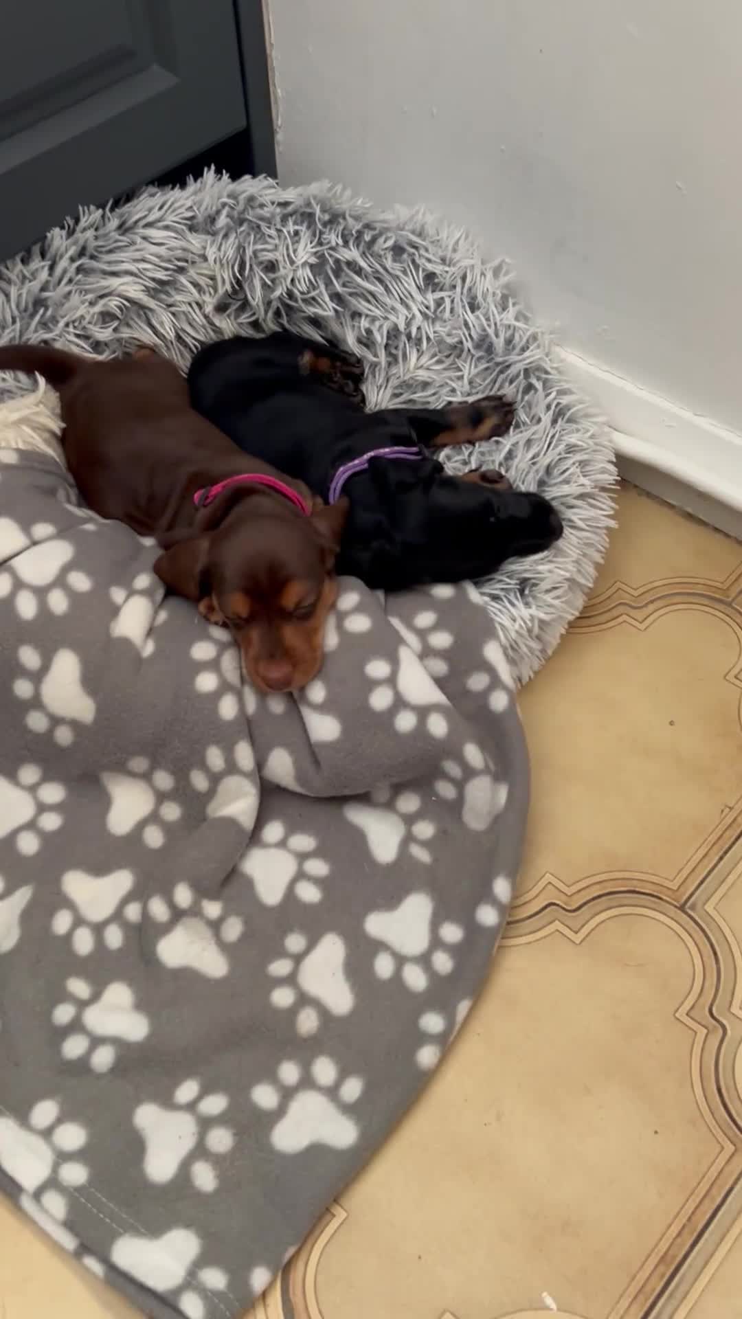 Dachshund dogs for sale: Dachshund puppie in Epping - Video 1