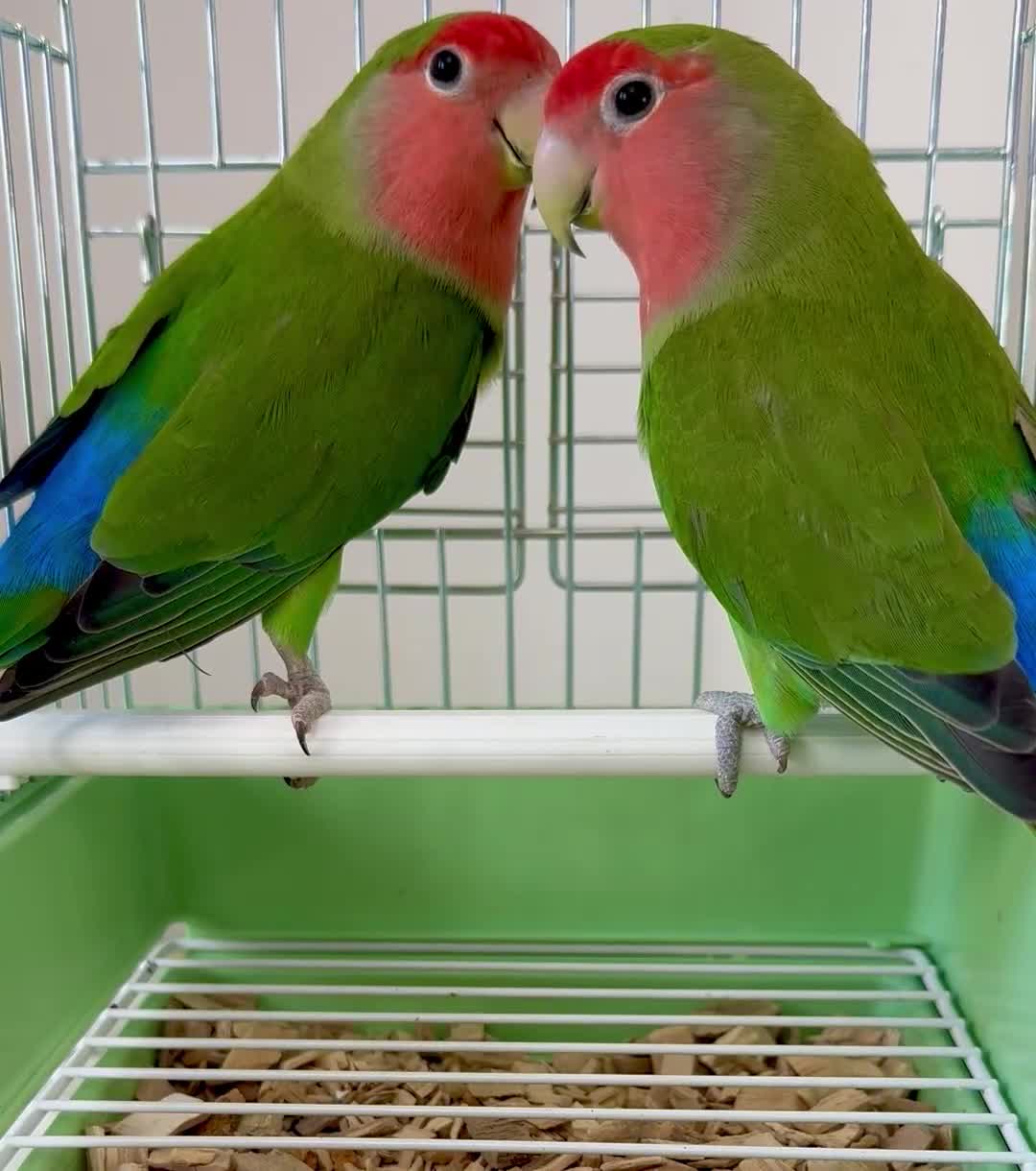 Lovebirds birds for sale: Beautiful Young Peach Face Love Birds.  - Video 1