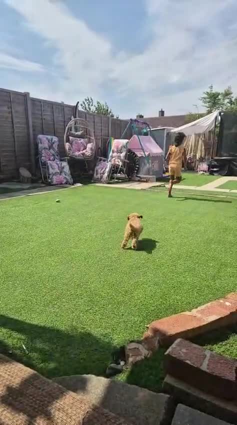 Toy Poodle dogs for sale: Toy poodle Puppy for rehoming  - Video 1