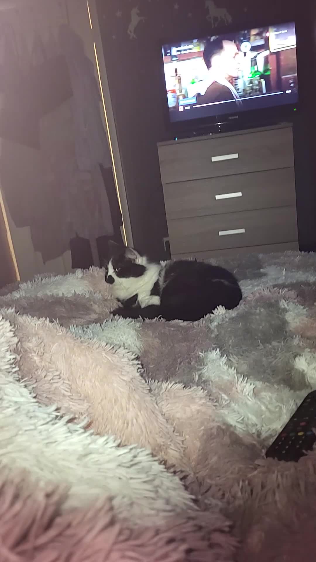 Mixed Breed cats for sale: Father and son cats - Video 1