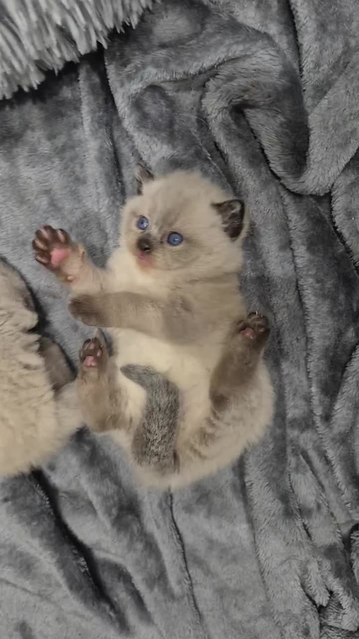 British Shorthair cats for sale: Colour point british short hair  - Video 1