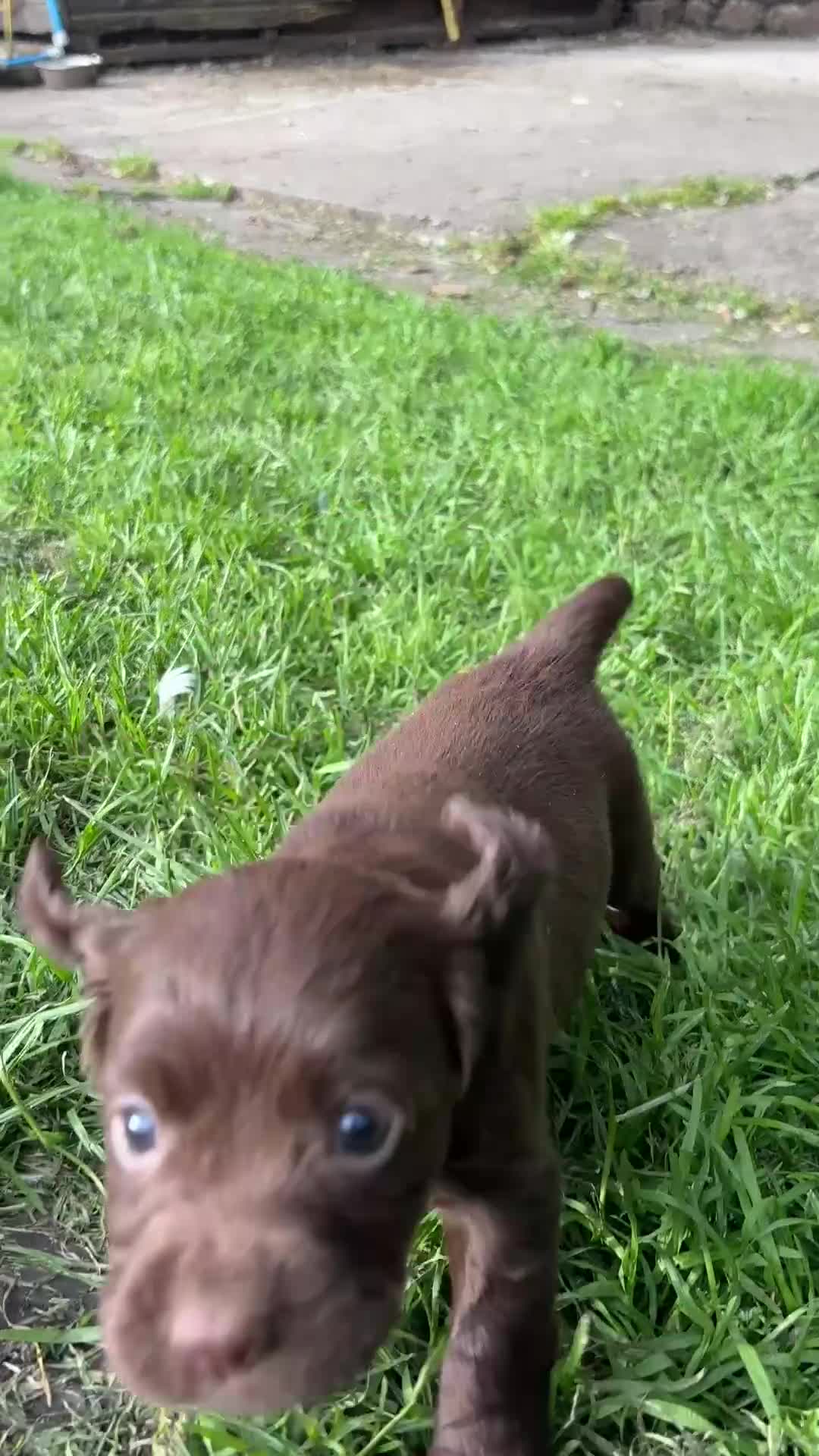 Cocker Spaniel dogs for sale: Working Cocker spaniel puppies  - Video 1