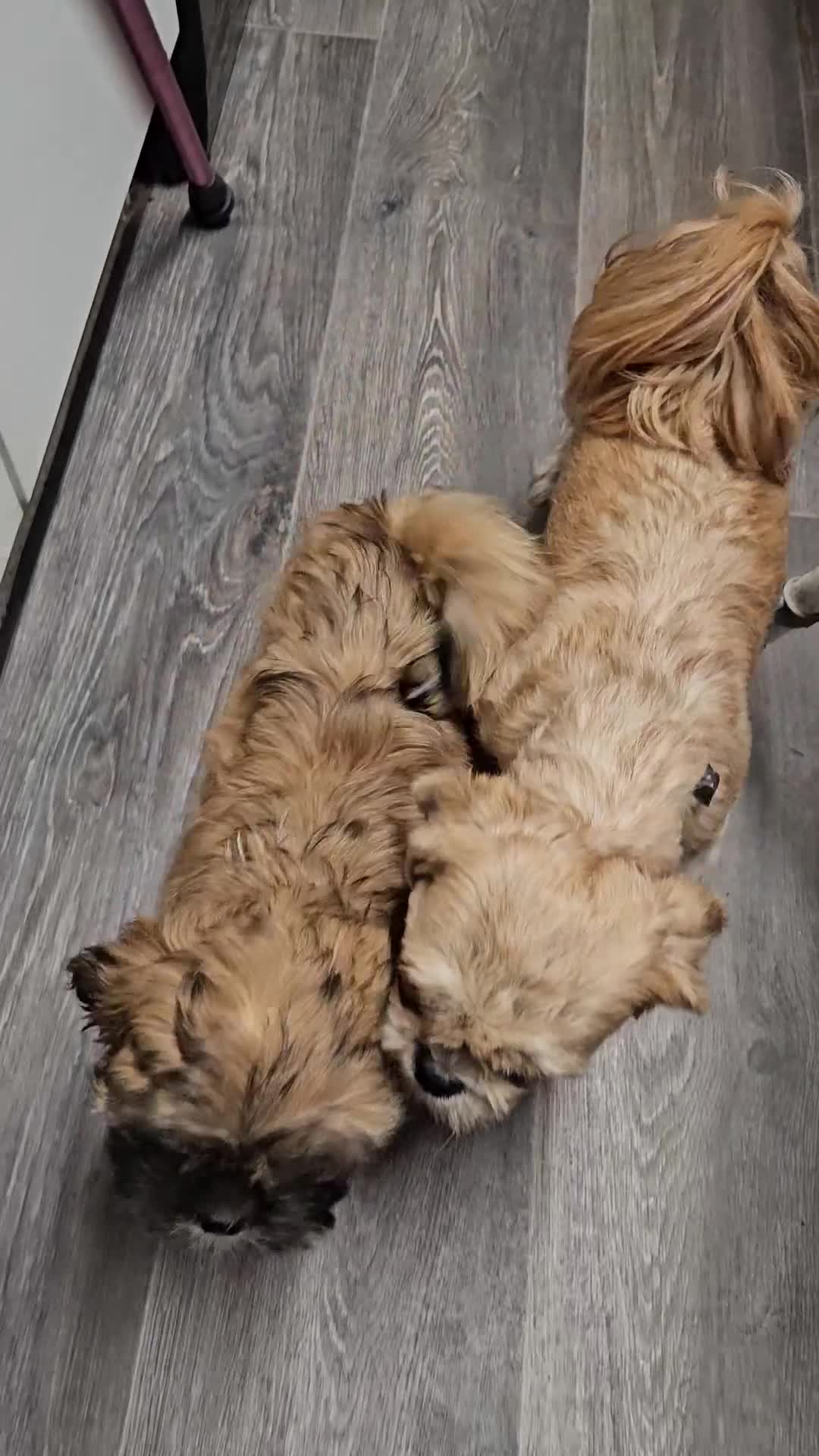 Lhasa Apso dogs for sale: Look 👀 stunning Lhasa Apso puppies. - Video 1