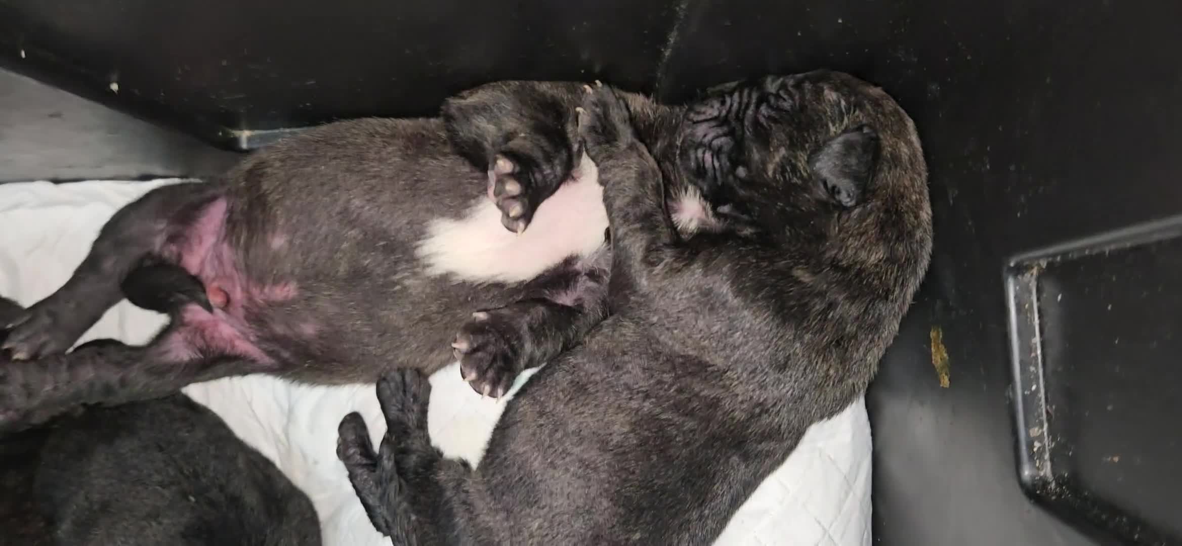 Cane Corso dogs for sale: Cane corsos  puppies  - Video 2