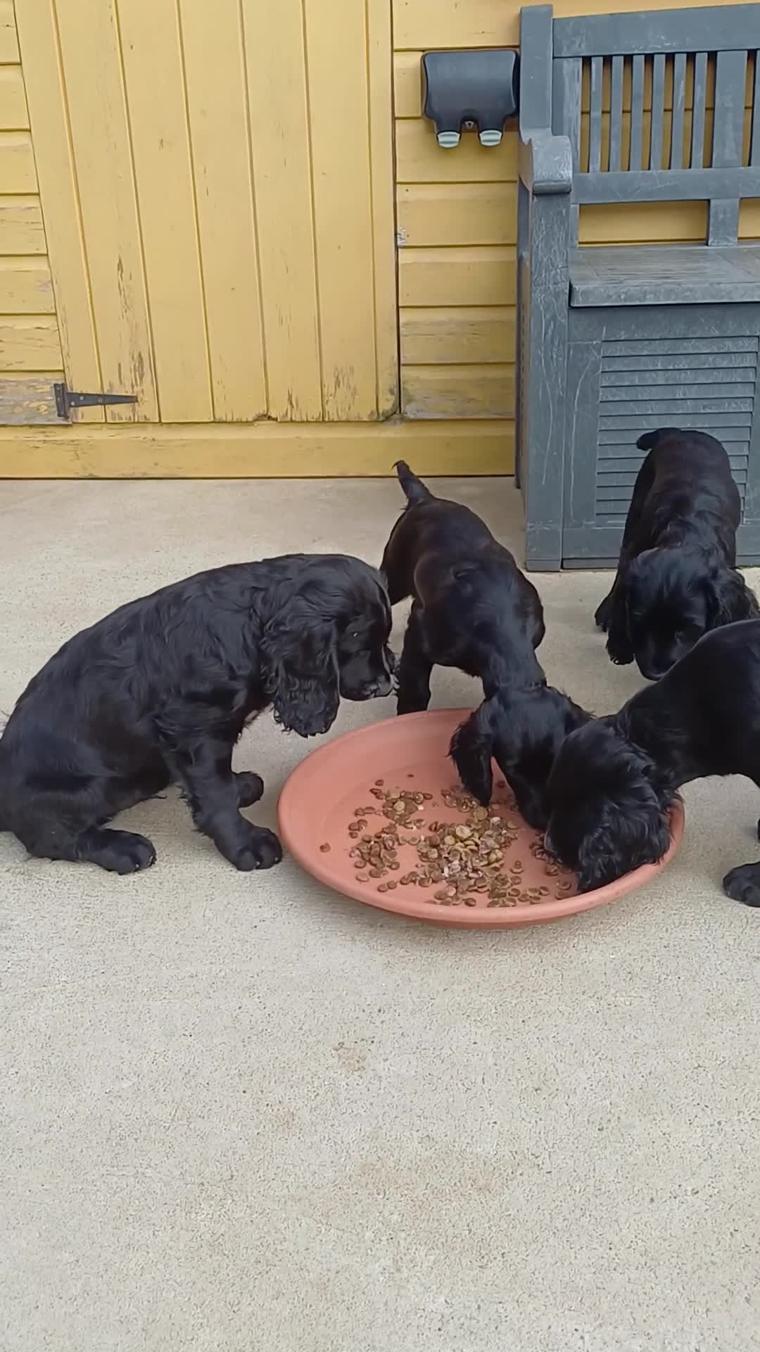 Cocker Spaniel dogs for sale: 1 FEMALE  AND 1 MALE  AVAILABLE  COCKER PUPS  - Video 1