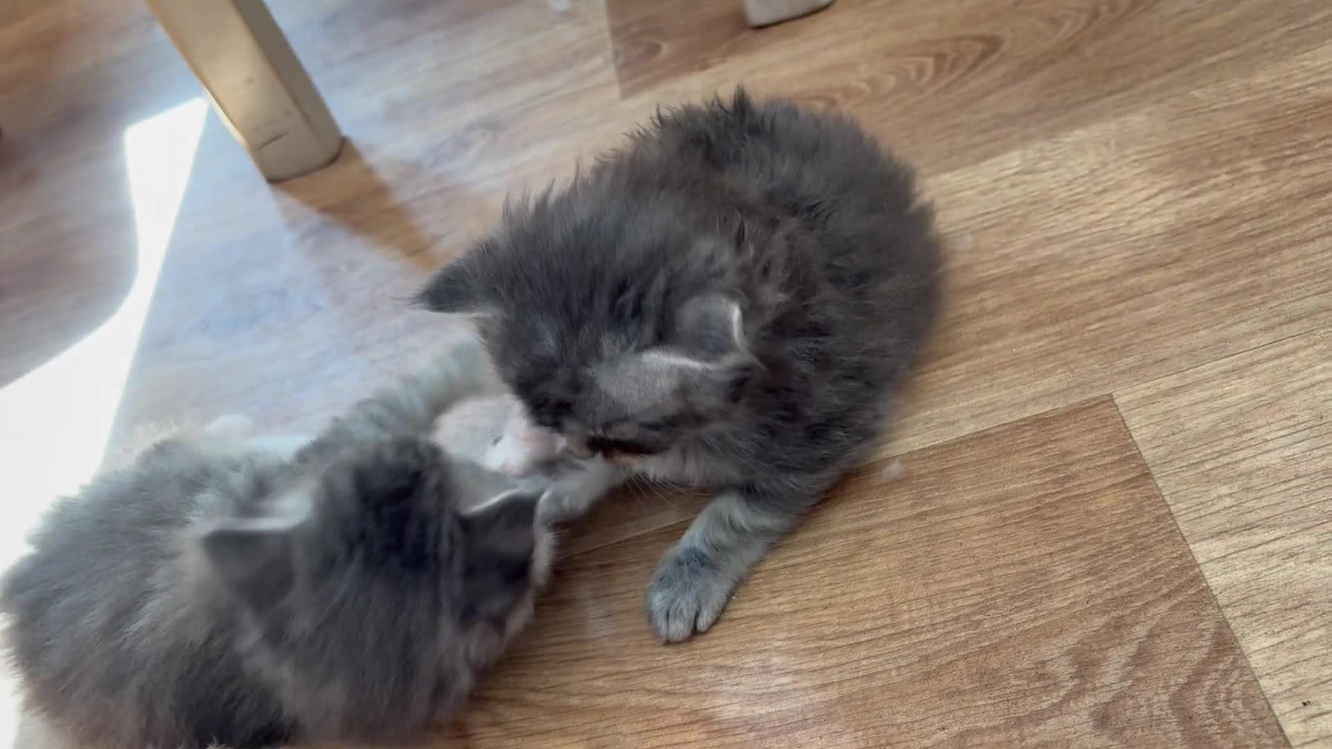 Maine Coon cats for sale: 3/4 maine coon kittens - Video 1