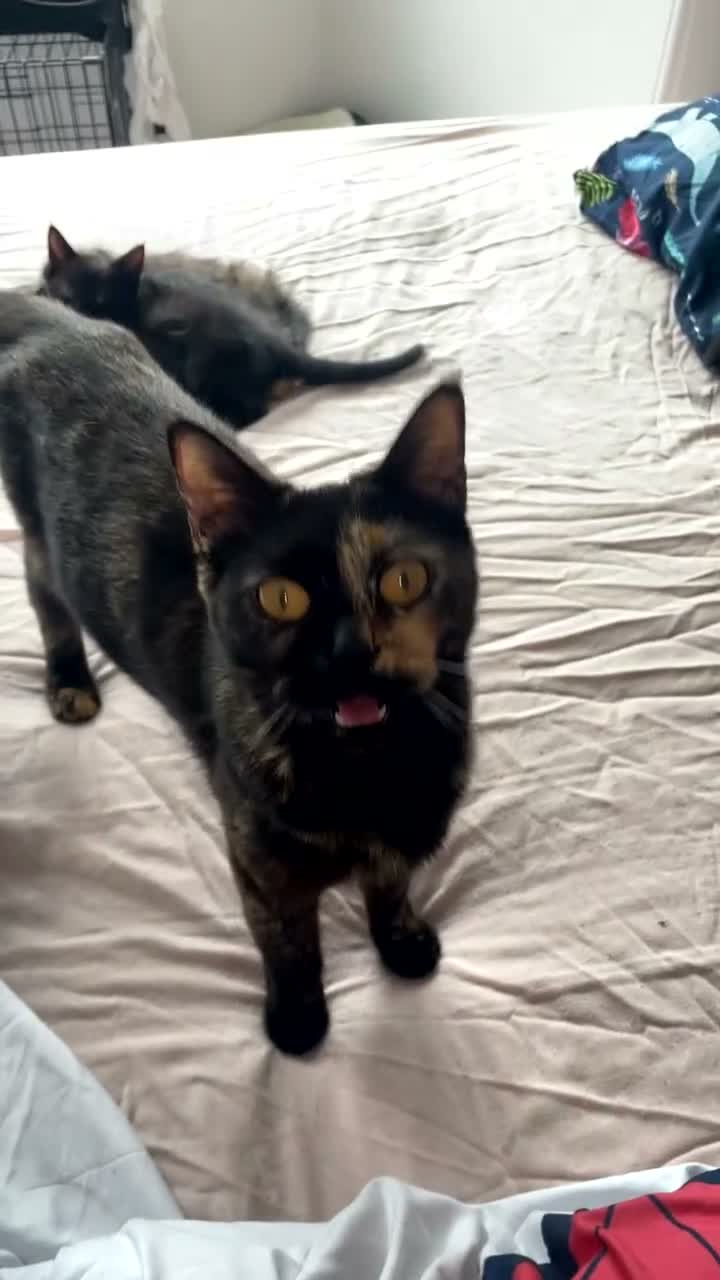 Mixed Breed cats for sale: Three beautiful kittens for sale  in Torquay - Video 4