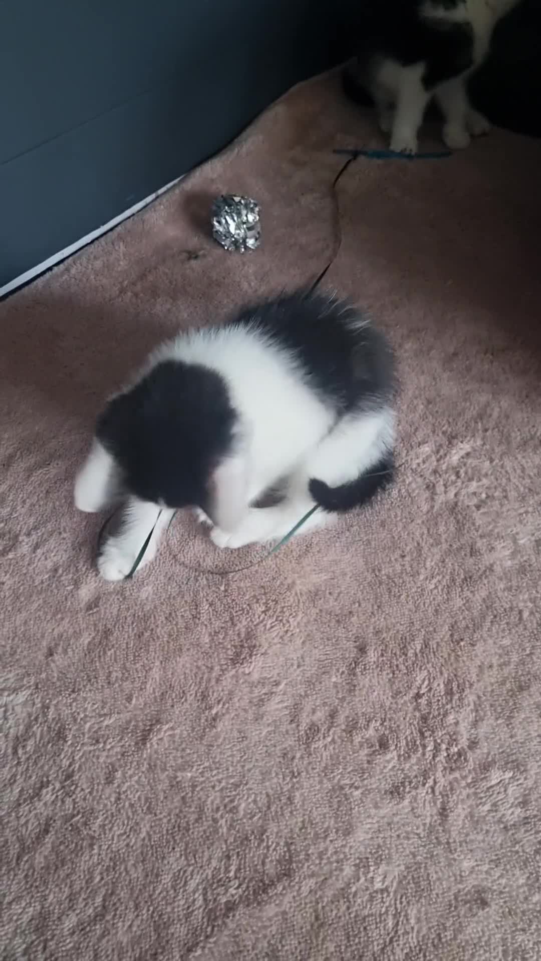 Mixed Breed cats for sale: Beautiful black and white kittens  - Video 2