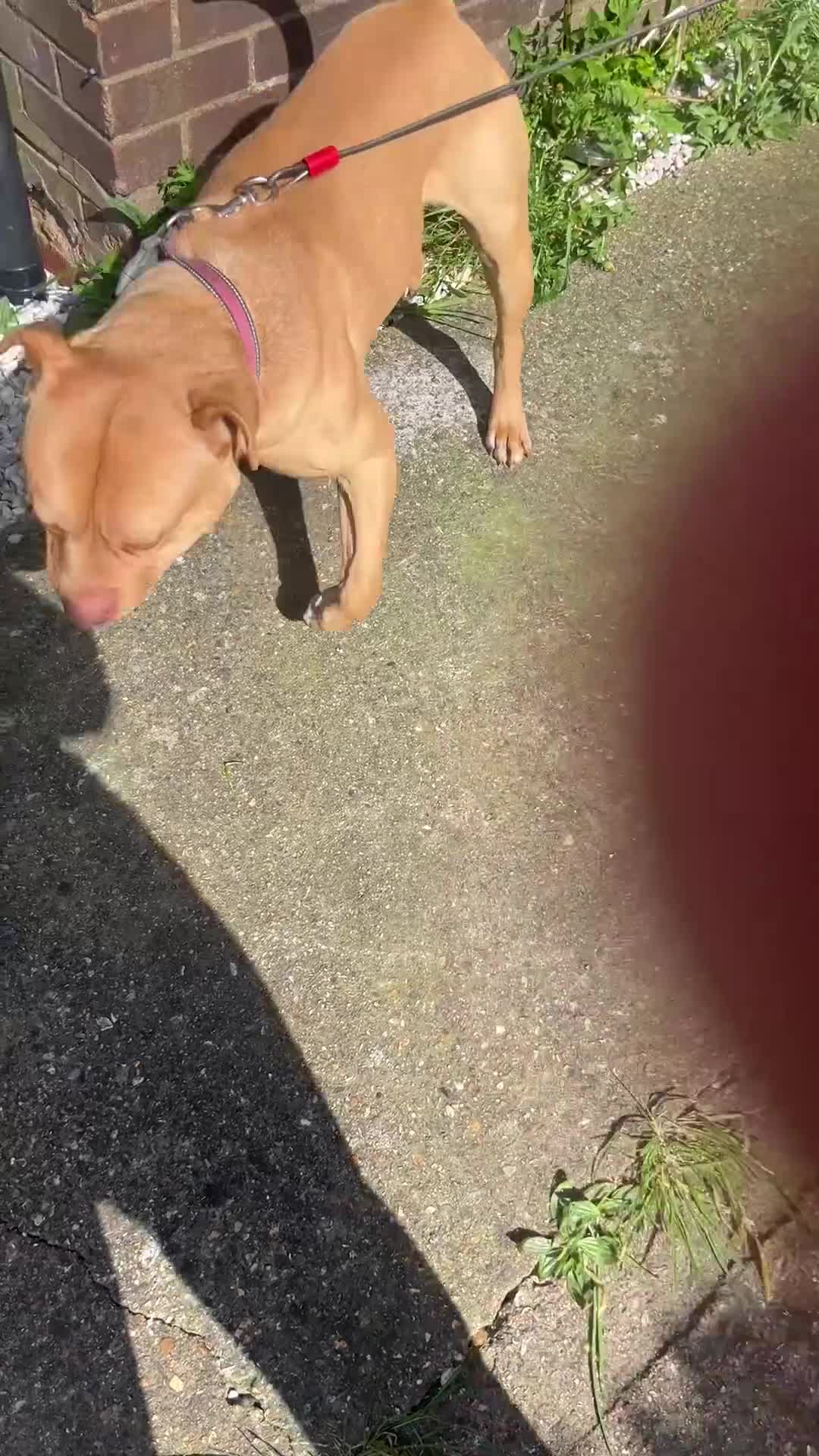 American Bull Staffy dogs for stud: Beautiful temperament  in Luton - Video 1