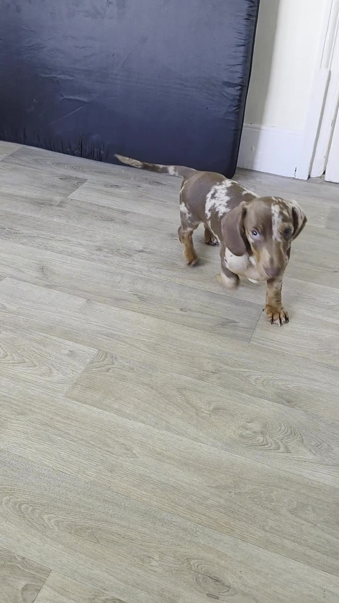 Dachshund dogs for sale: Standard KC Dachshunds  - Video 3