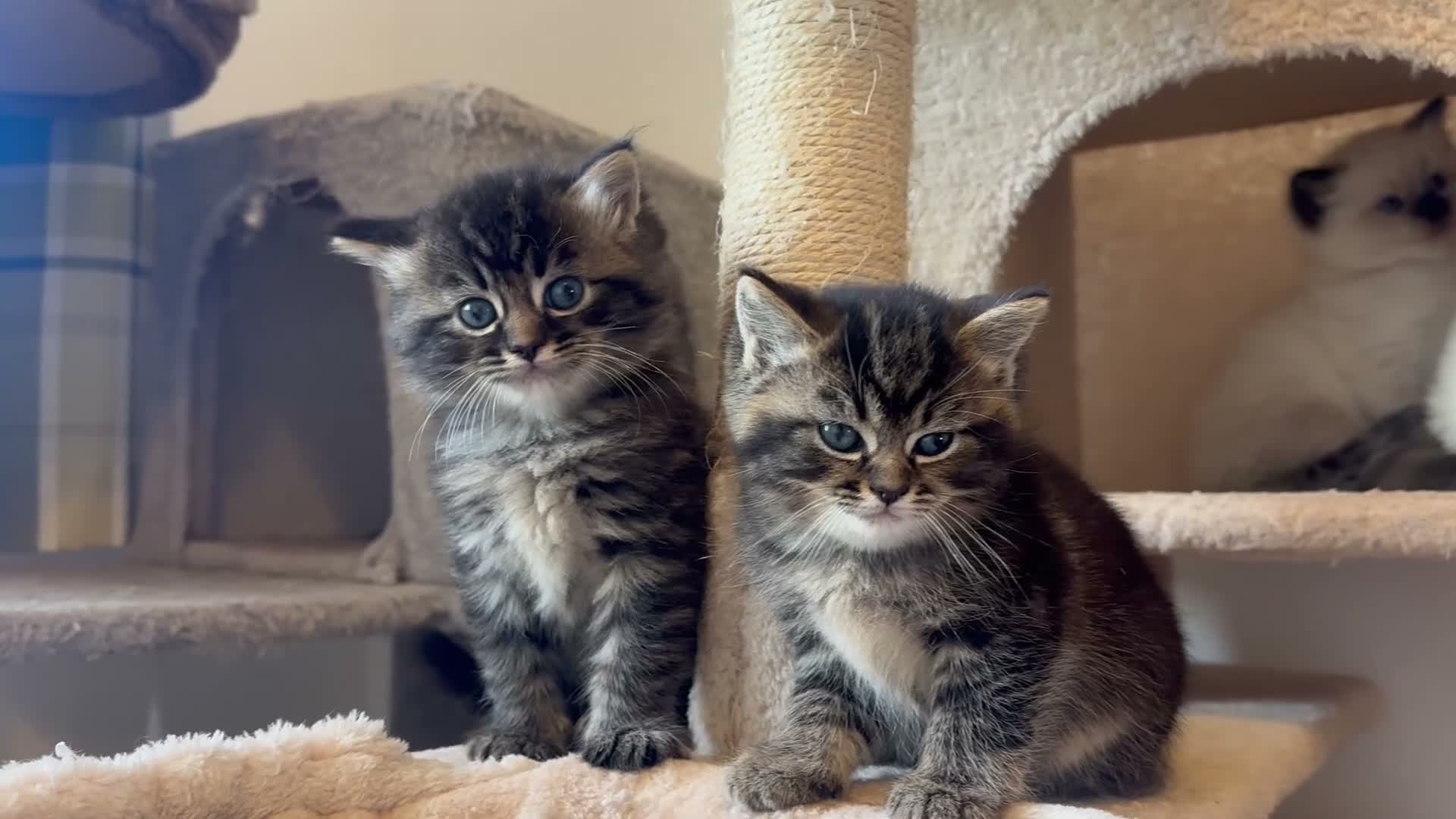Persian cats for sale: Persian-Ragdoll Kittens - Affectionate and Fluffy - Video 4