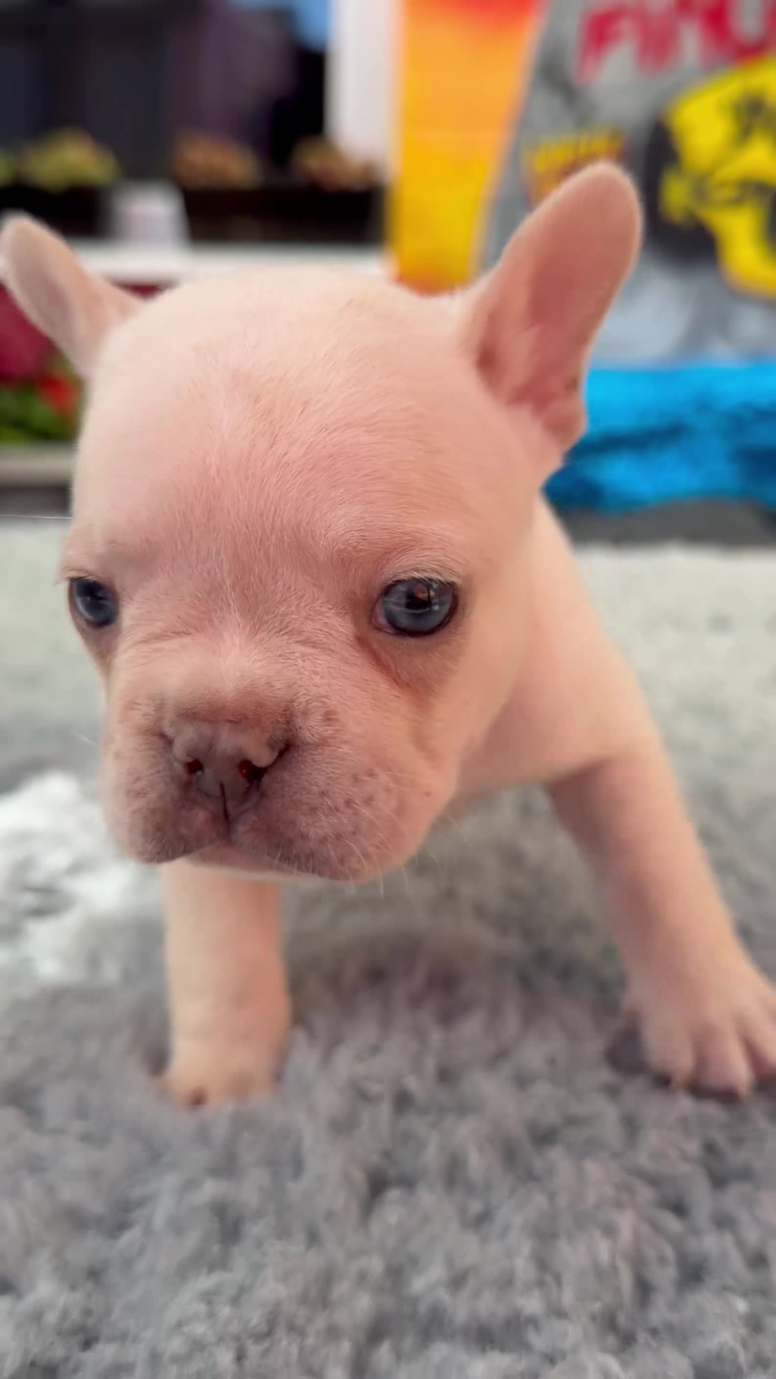 French Bulldog dogs for sale: Platinum & Fawn KC Registered Frenchie Puppies - Video 4