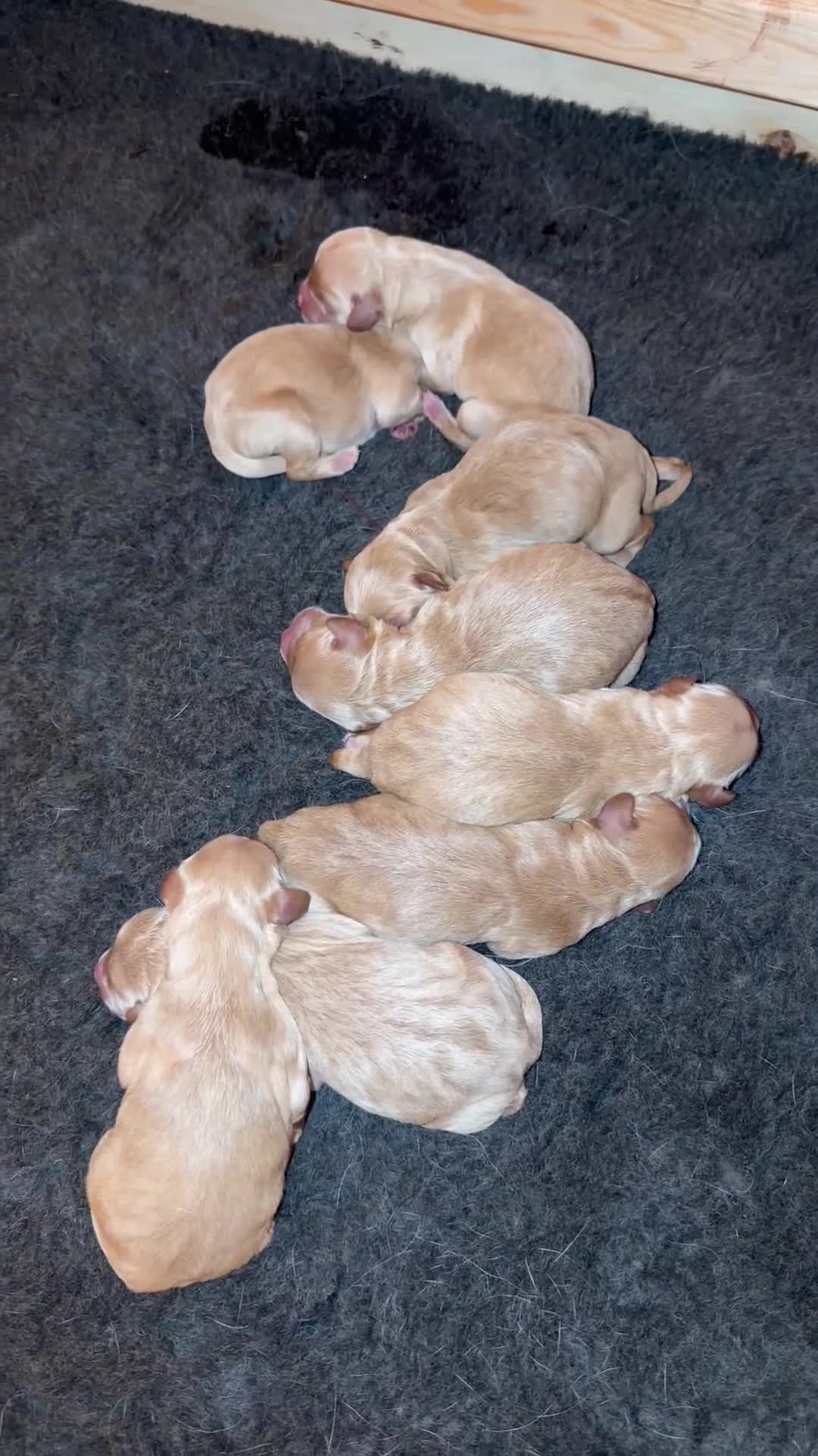 Labradoodle dogs for sale: All red Labradoodles forsale  in Scunthorpe - Video 1