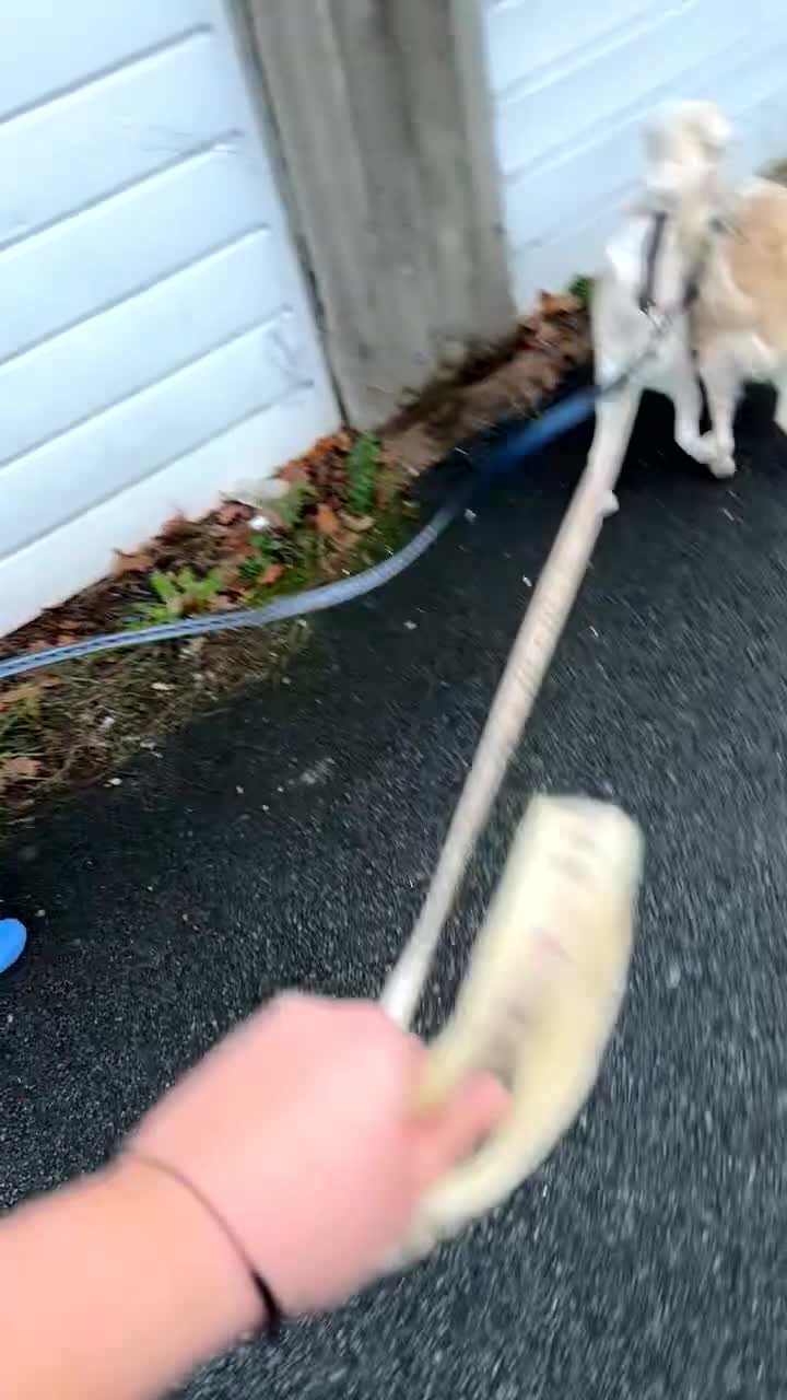 Mixed Breed dogs for sale: Meet Teddy!  - Video 1