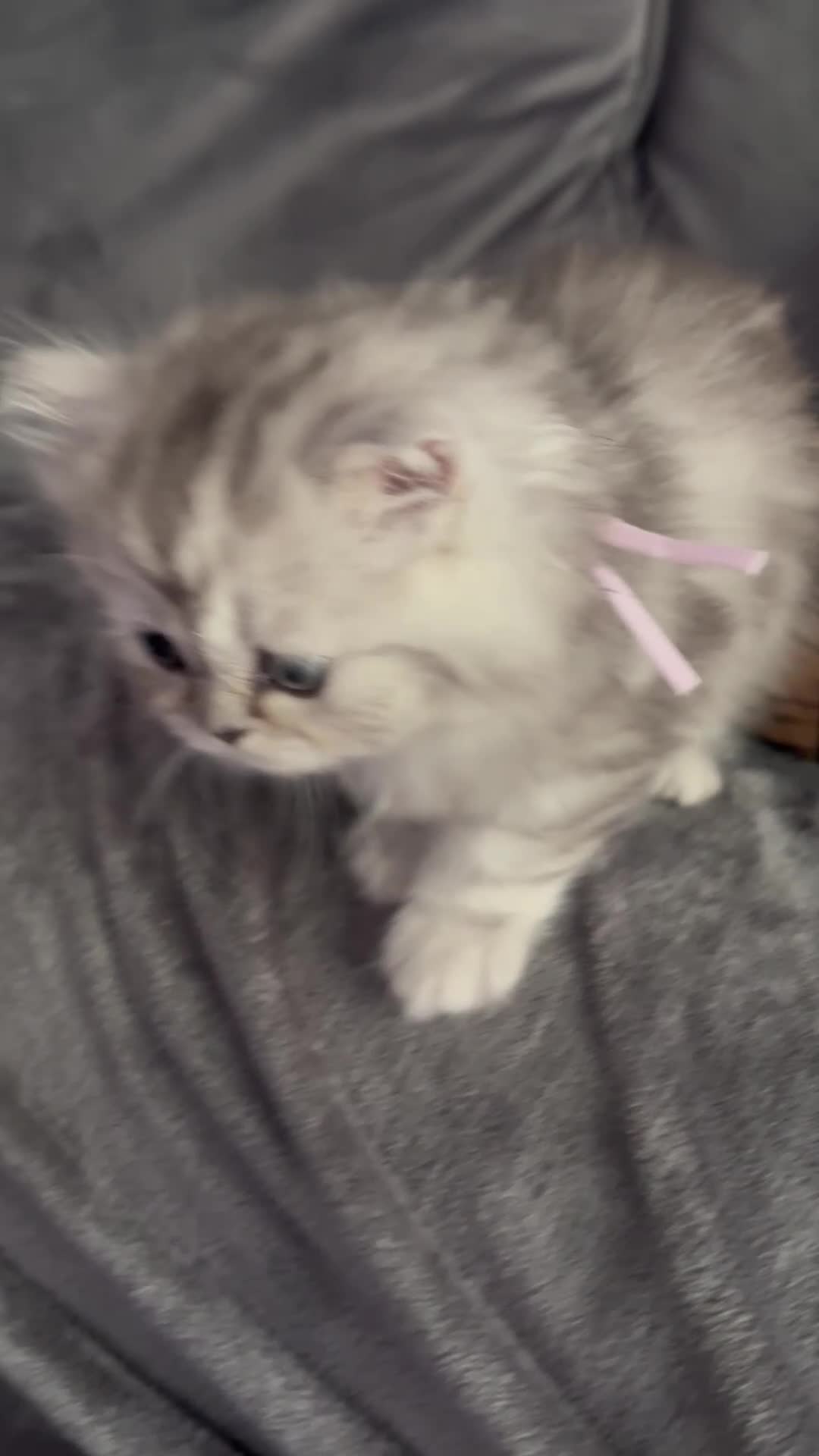 Persian cats for sale: Long Hair Persian / Ragdoll Kittens  - Video 3
